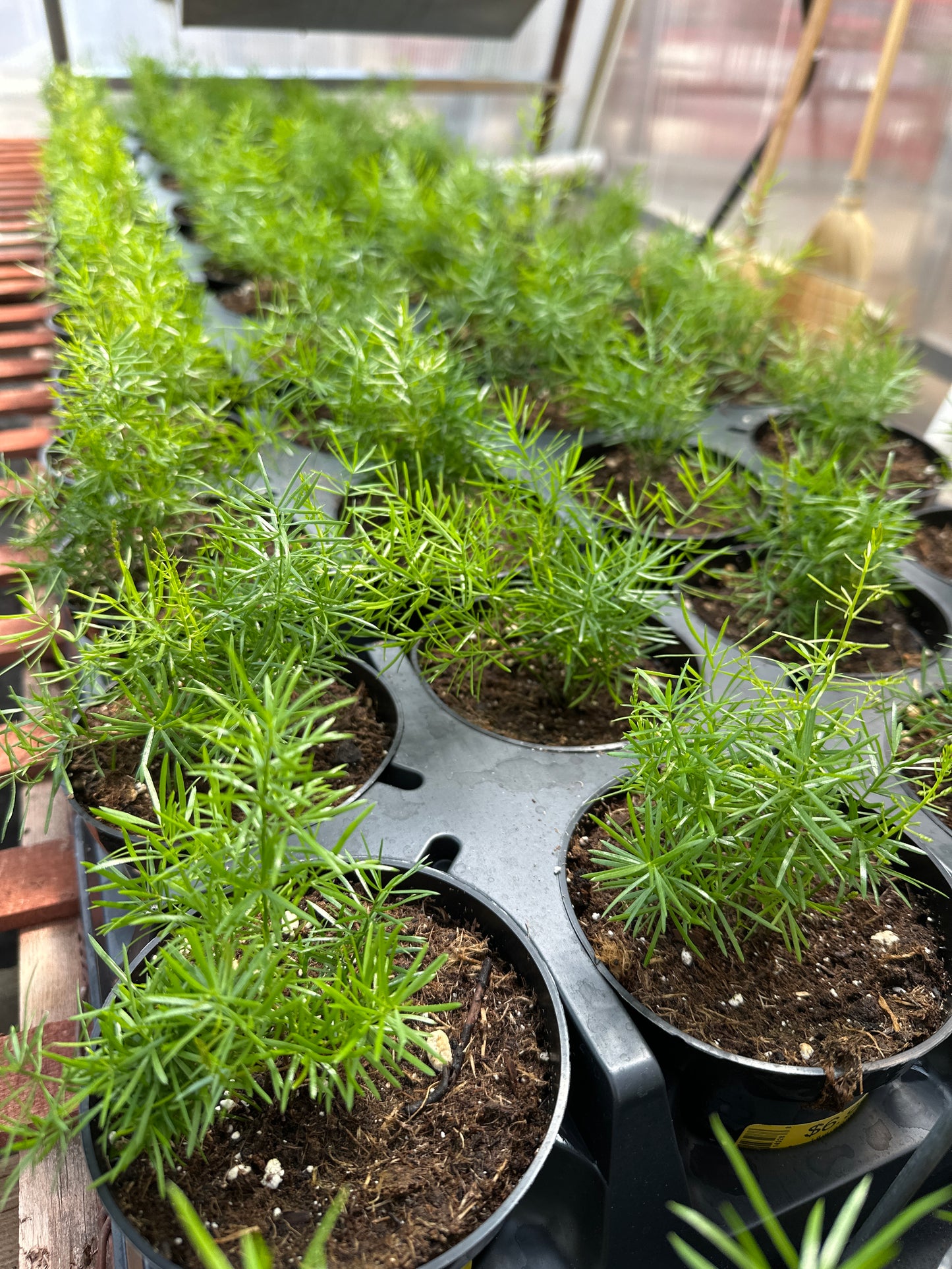 ASPARAGUS FUZZYFERN FRIZZ - 4'' POT