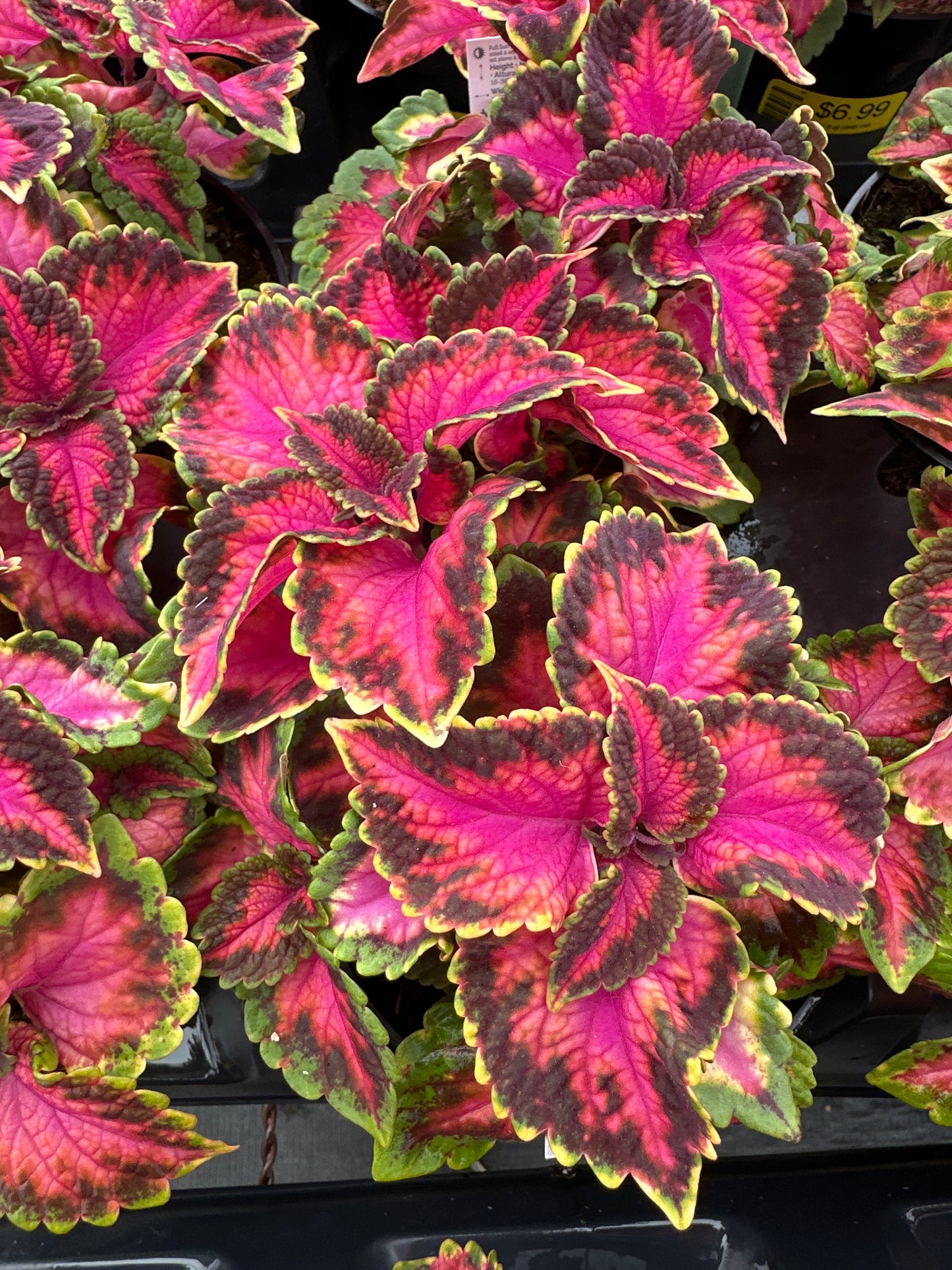COLEUS MAINSTREET FIFTH AVENUE - 4" POT