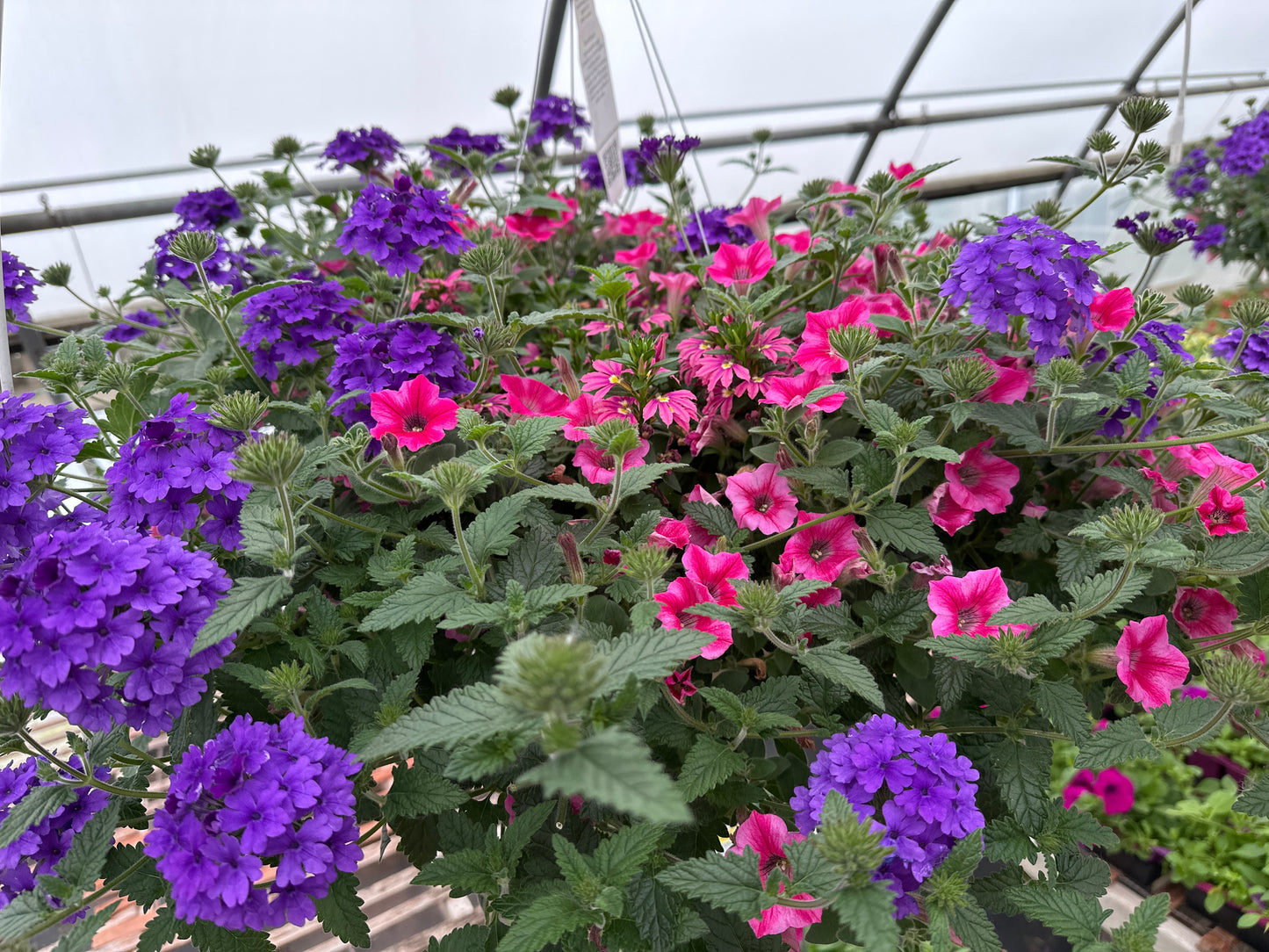 BASKET #97 - 12'' HANGING BASKET