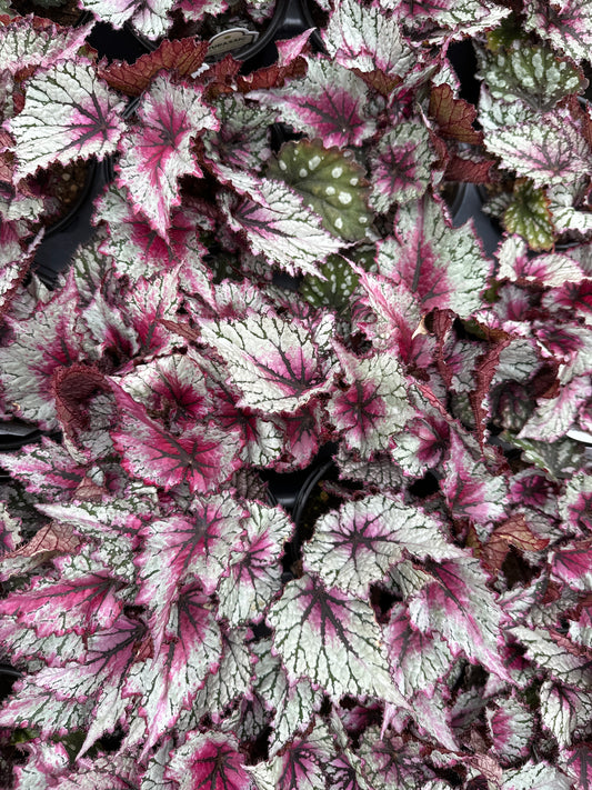 BEGONIA REX JURASSIC PINK SPLASH - QUART POT