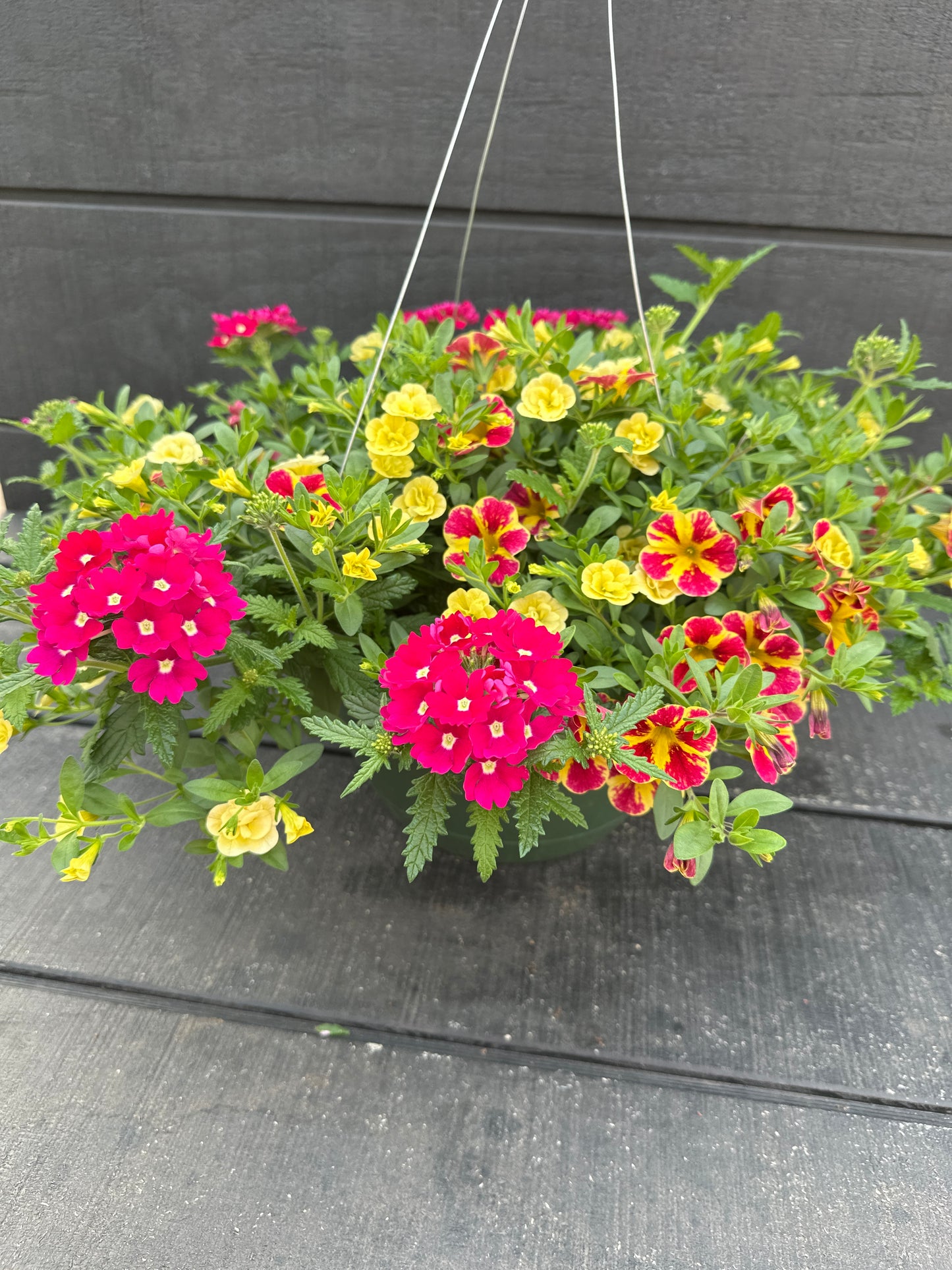 COMBO SWIRLING SHUFFLE - 10'' HANGING BASKET