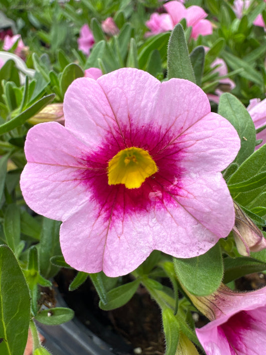 CALIBRACHOA CABARET LIGHT PINK KISS - 4" POT