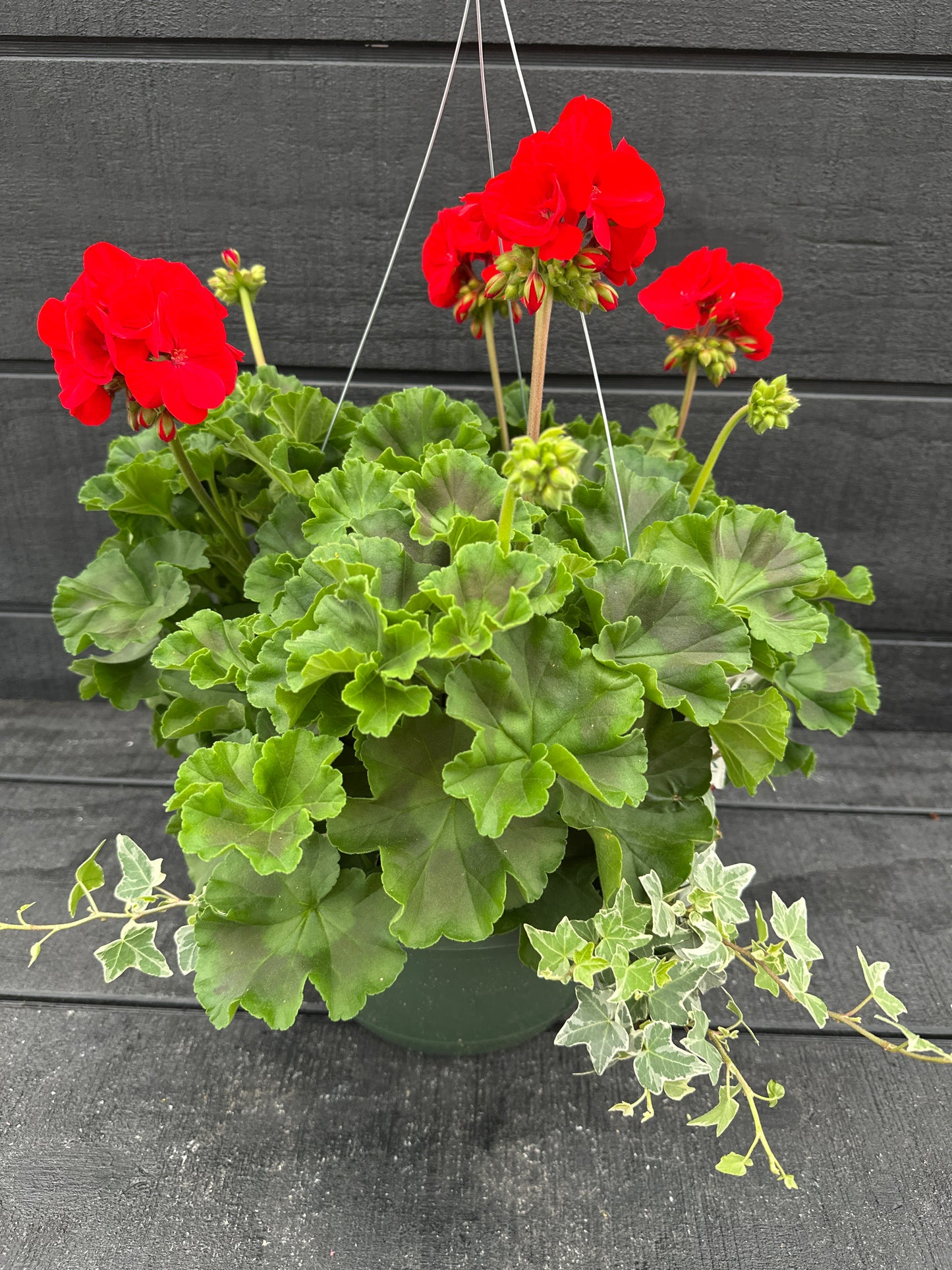BASKET #52 - 10" HANGING BASKET