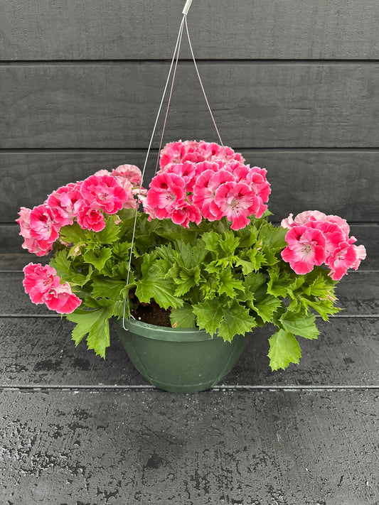 GERANIUM MARTHA WASHINGTON ELEGANCE SUNRISE - 10" HANGING BASKET