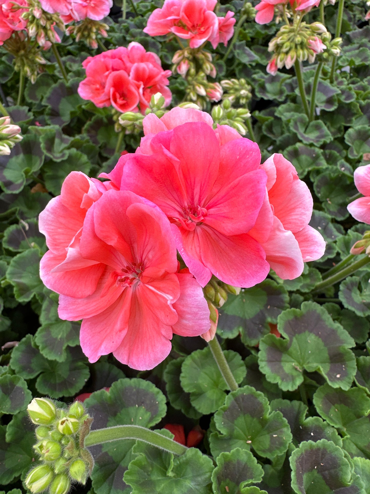 GERANIUM DYNAMO SALMON - 4" POT