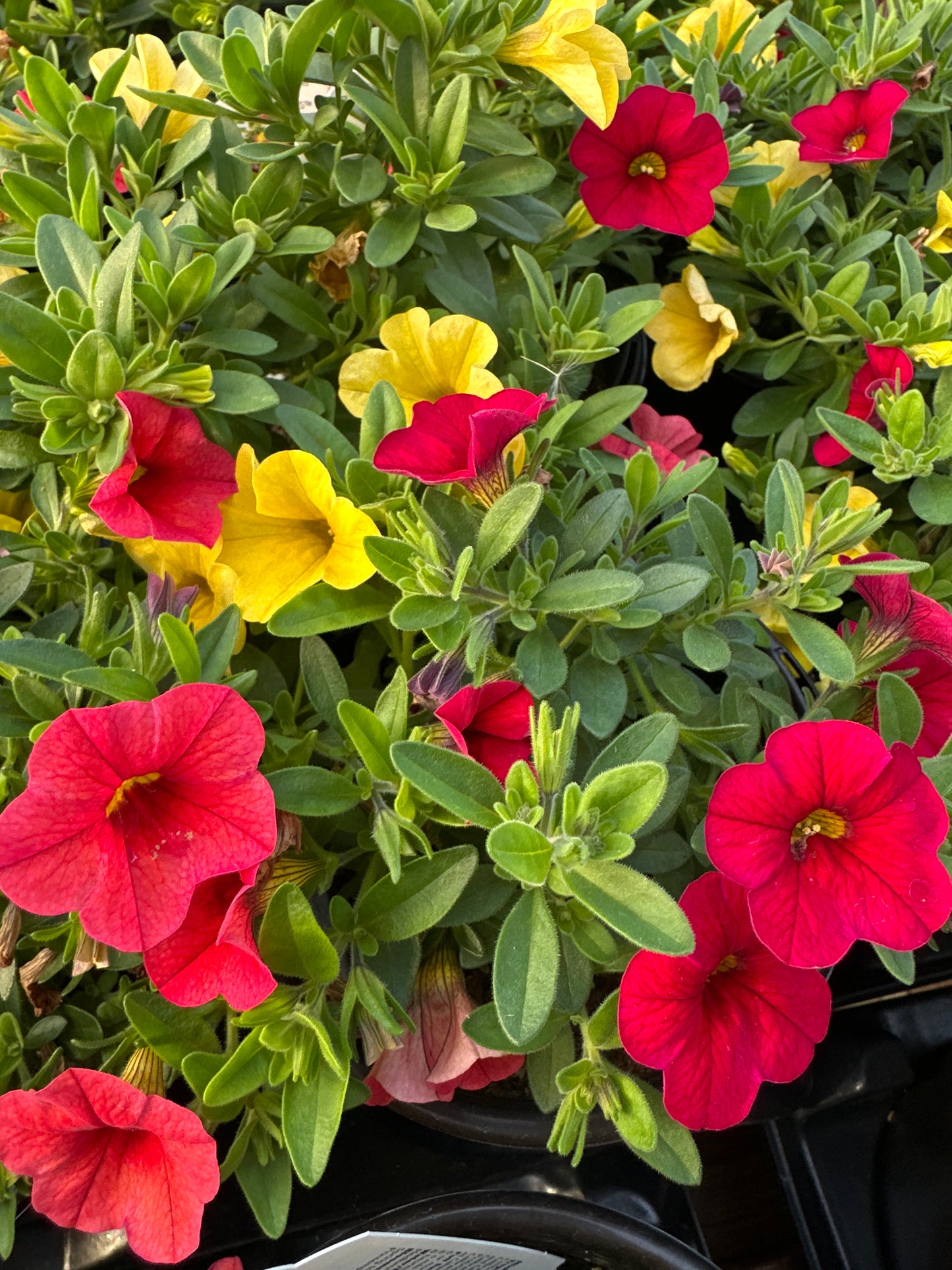 COMBO TROPICALI - QUART POT