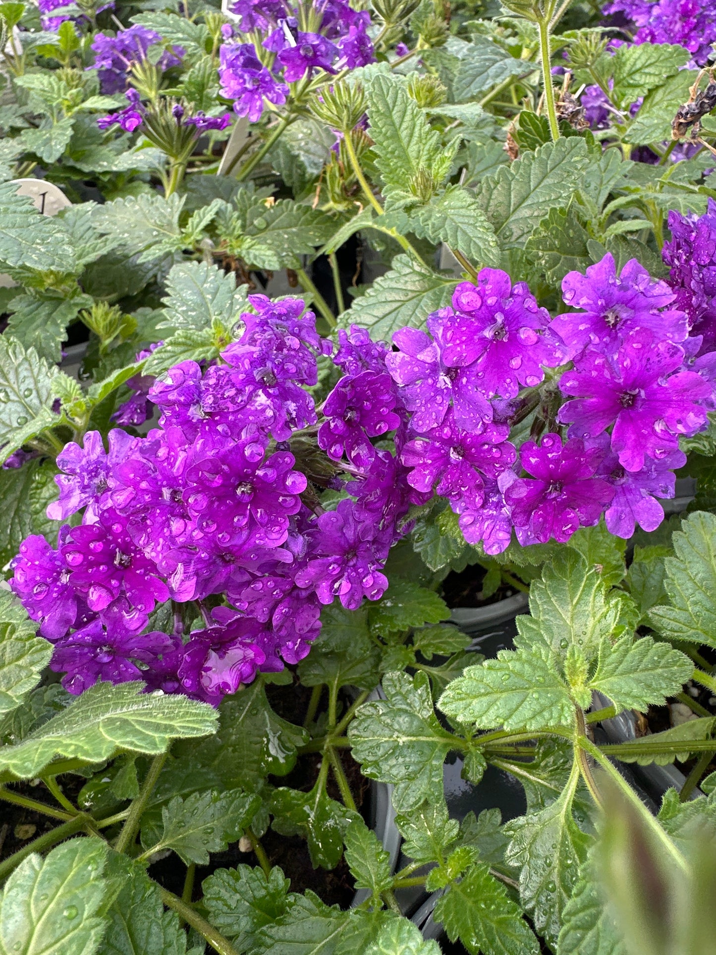 VERBENA SUPERBENA COBALT BLUE - QUART POT