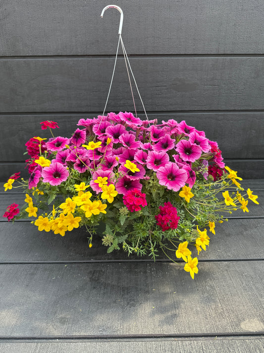 COMBO CAJUN FLARE - 10" HANGING BASKET