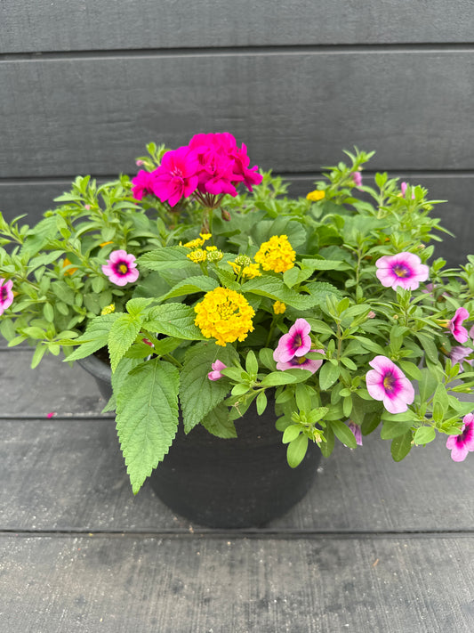 COMBO #81 - 12'' POT