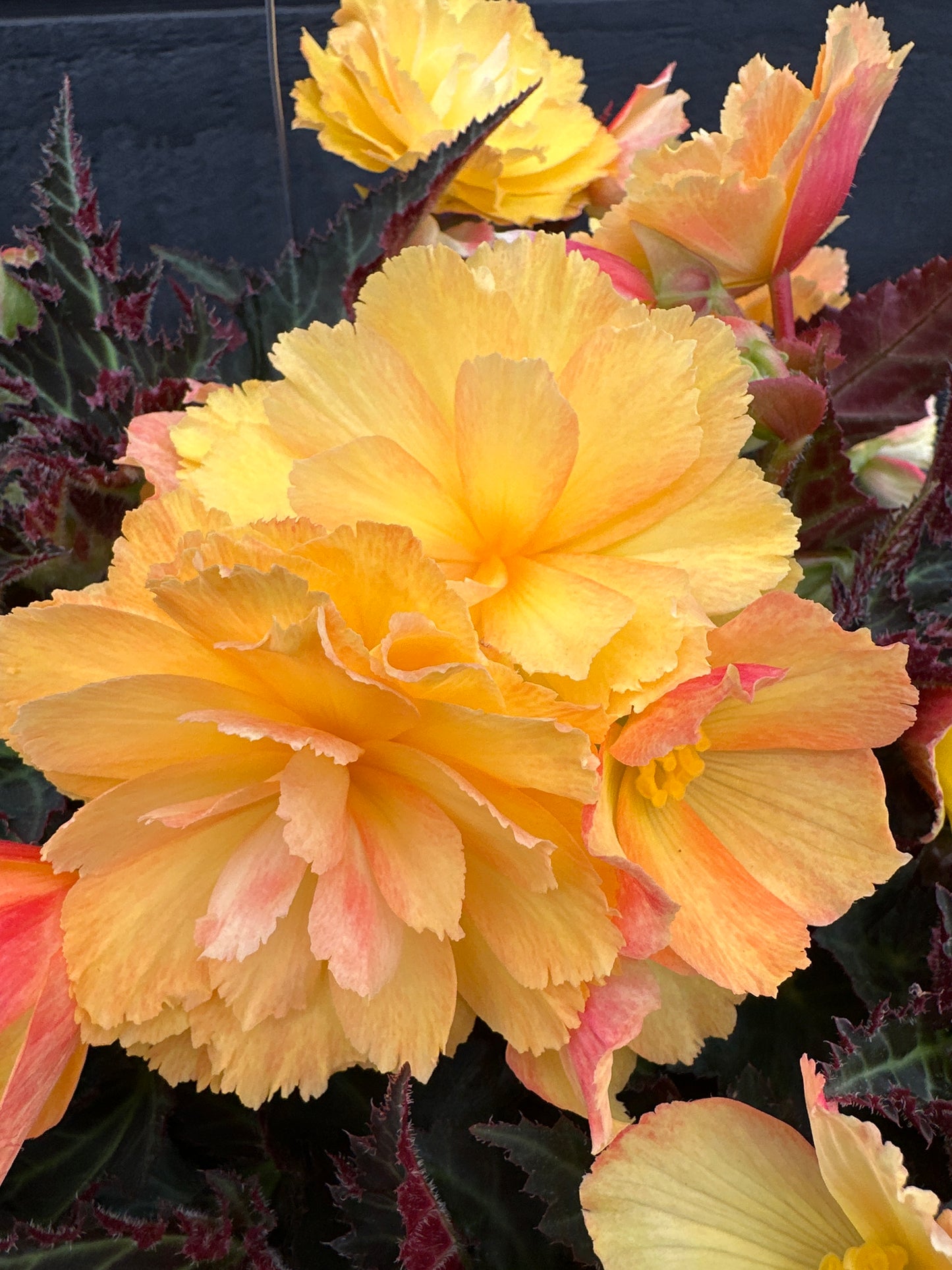 BEGONIA ICONIA PORTOFINO CITRIX - 10" HANGING BASKET