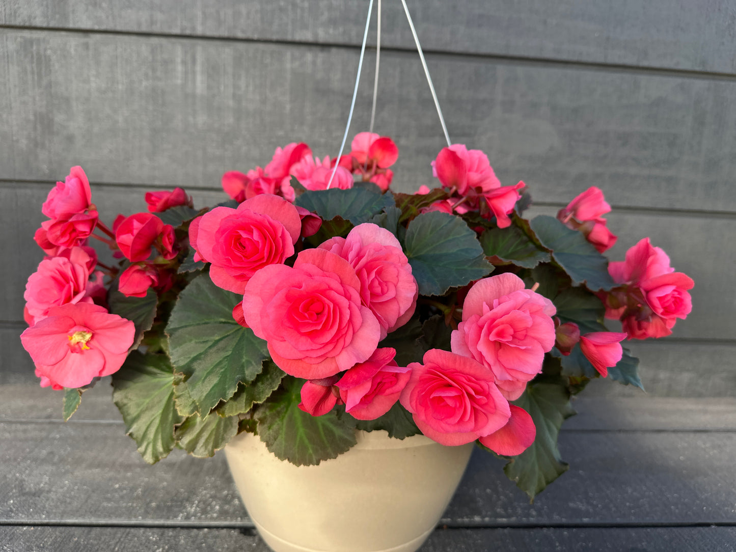 BEGONIA SOLENIAS LIGHT PINK - 10'' HANGING BASKET