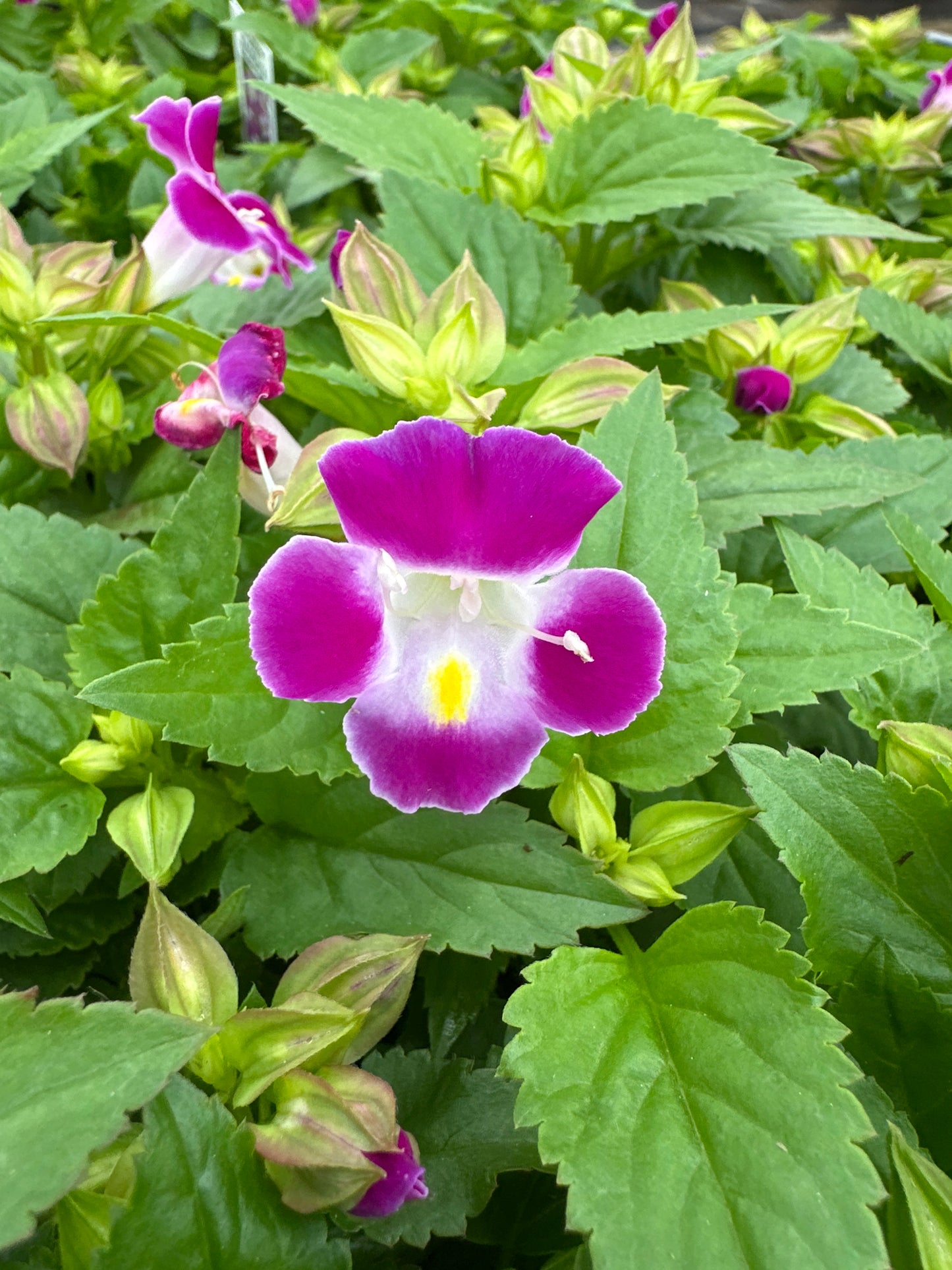 TORENIA HI-LITE MAGENTA - FLAT OF 48 PLANTS