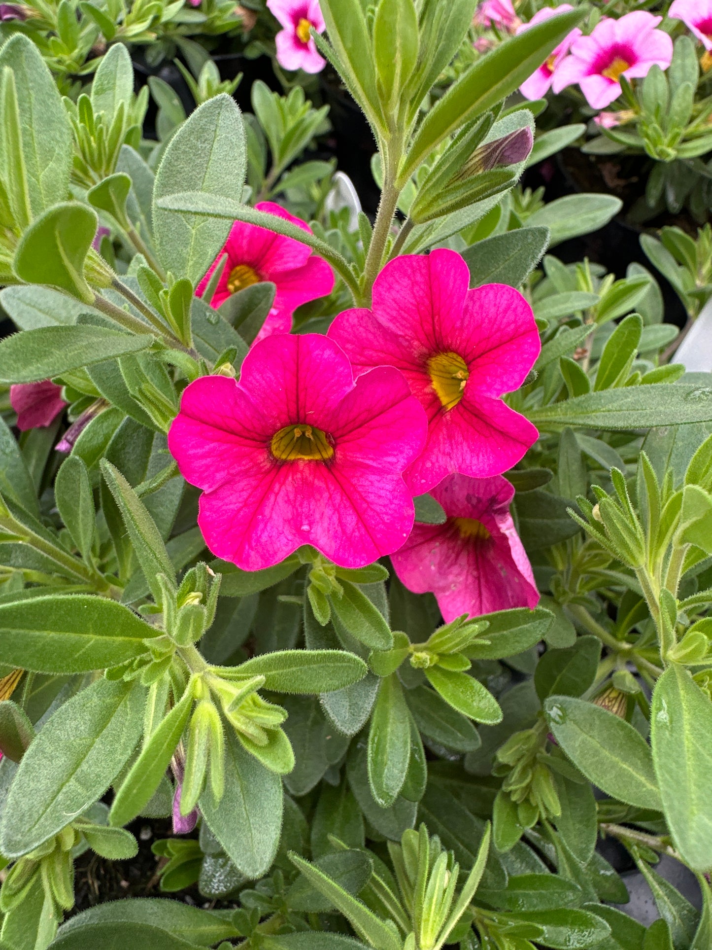CALIBRACHOA CABARET HOT PINK - 4" POT