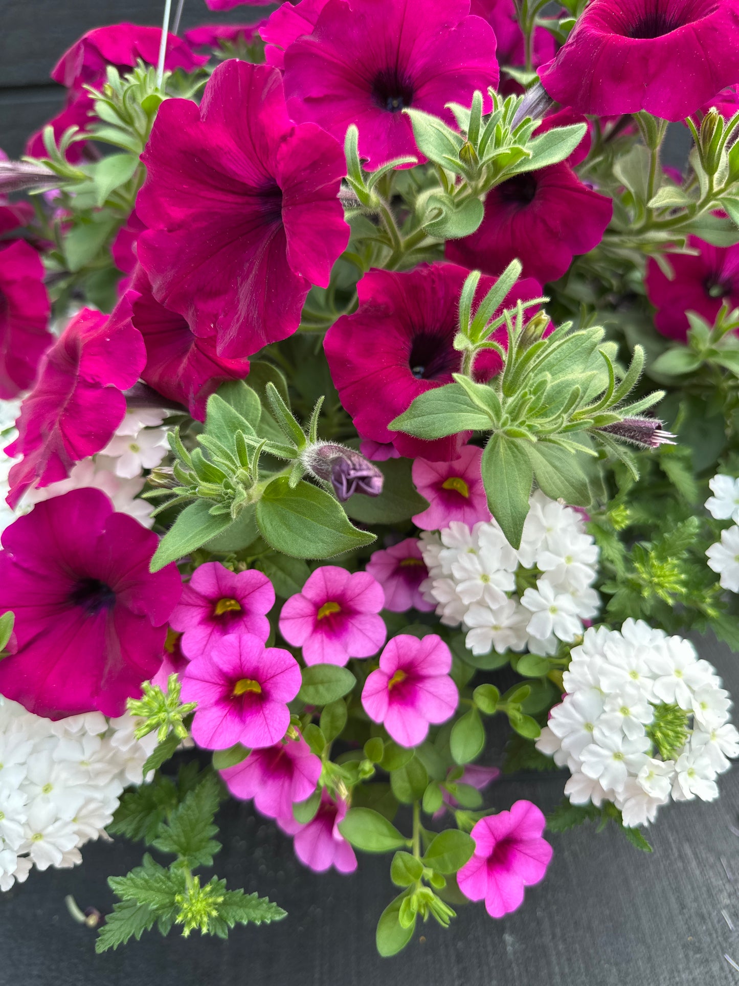 COMBO IN A JAM - 10" HANGING BASKET