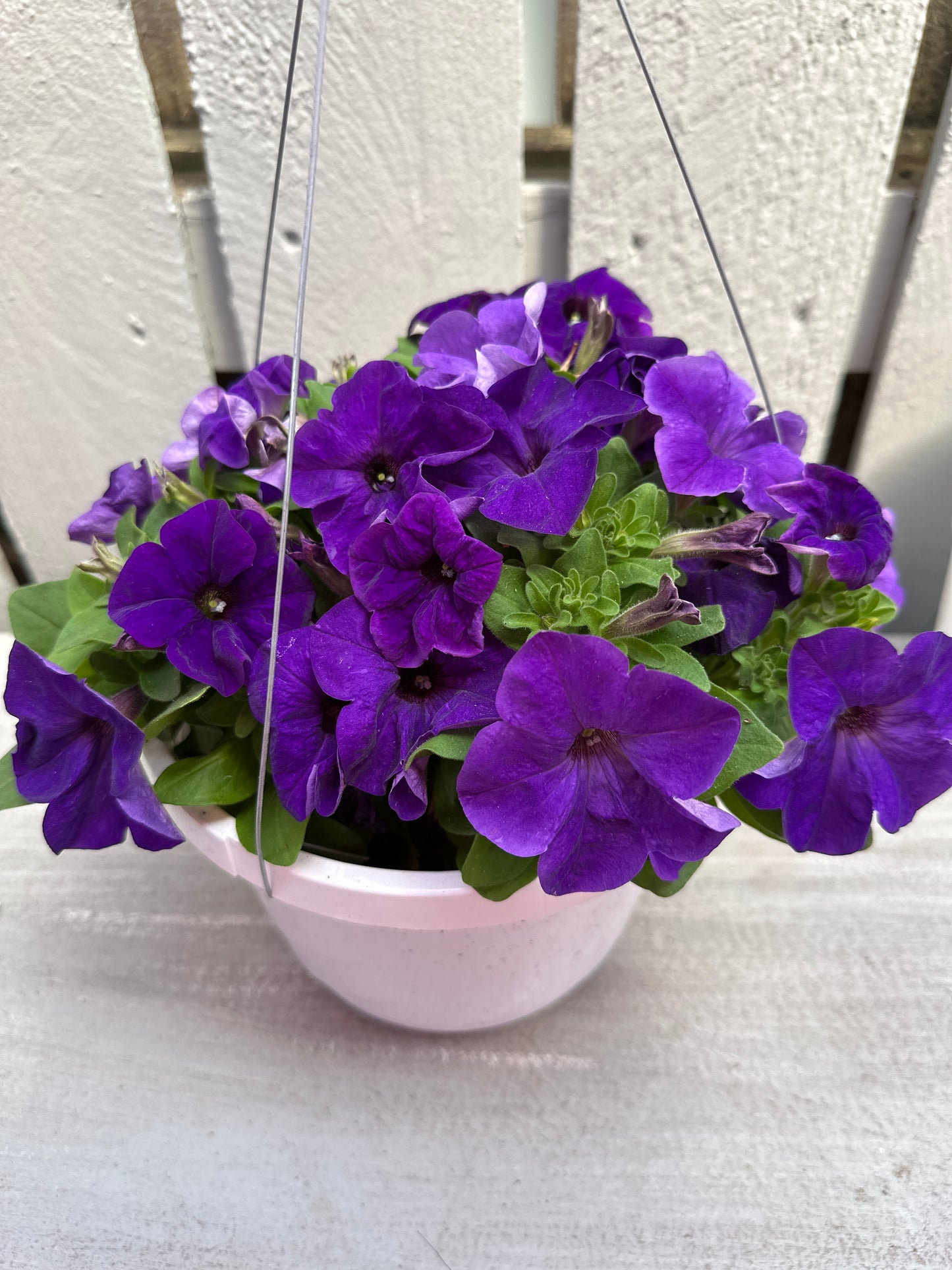 PETUNIA PRETTY GRAND MIDNIGHT - 8" HANGING BASKET