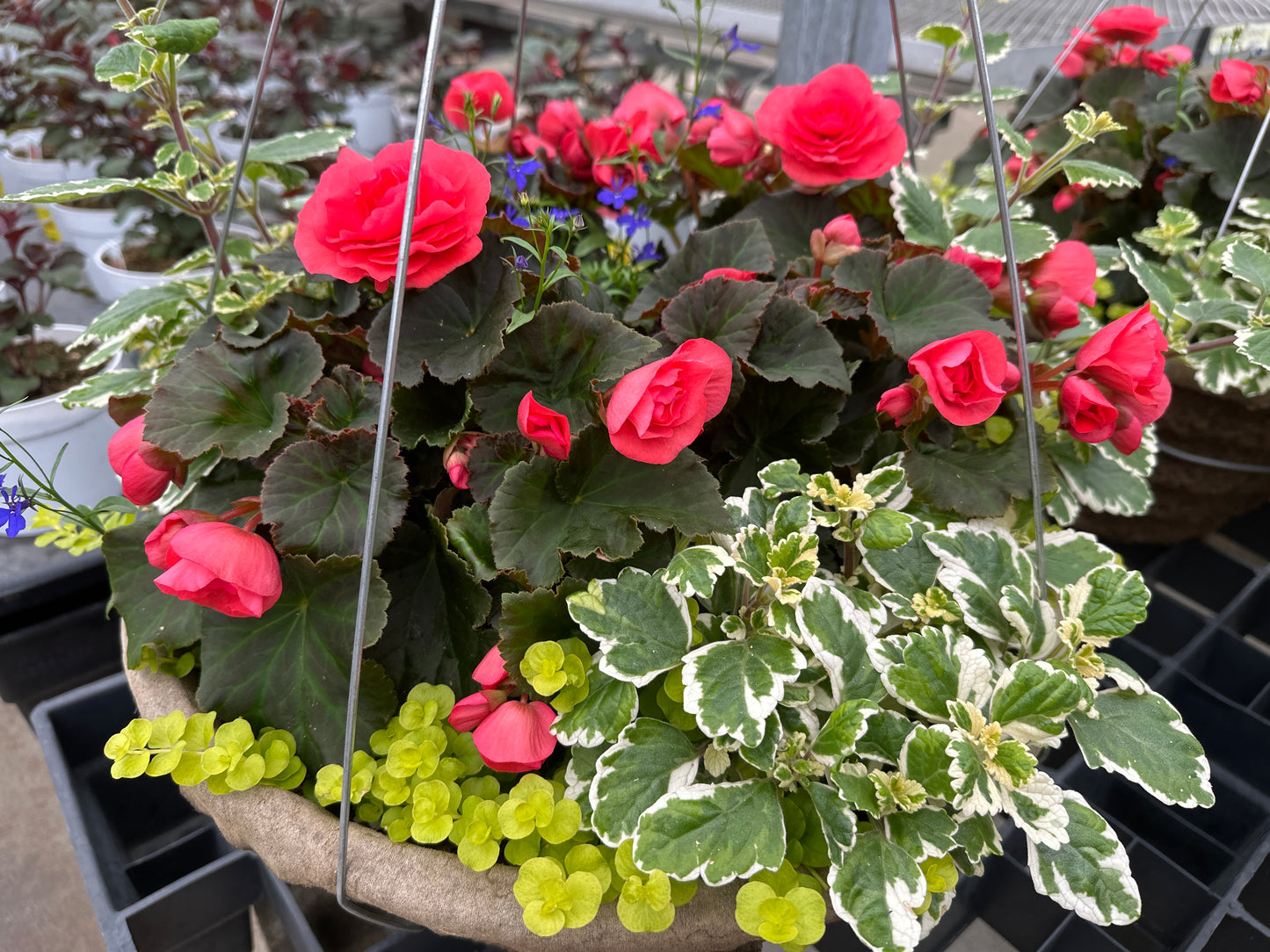 BASKET #1 - 16'' HANGING BASKET