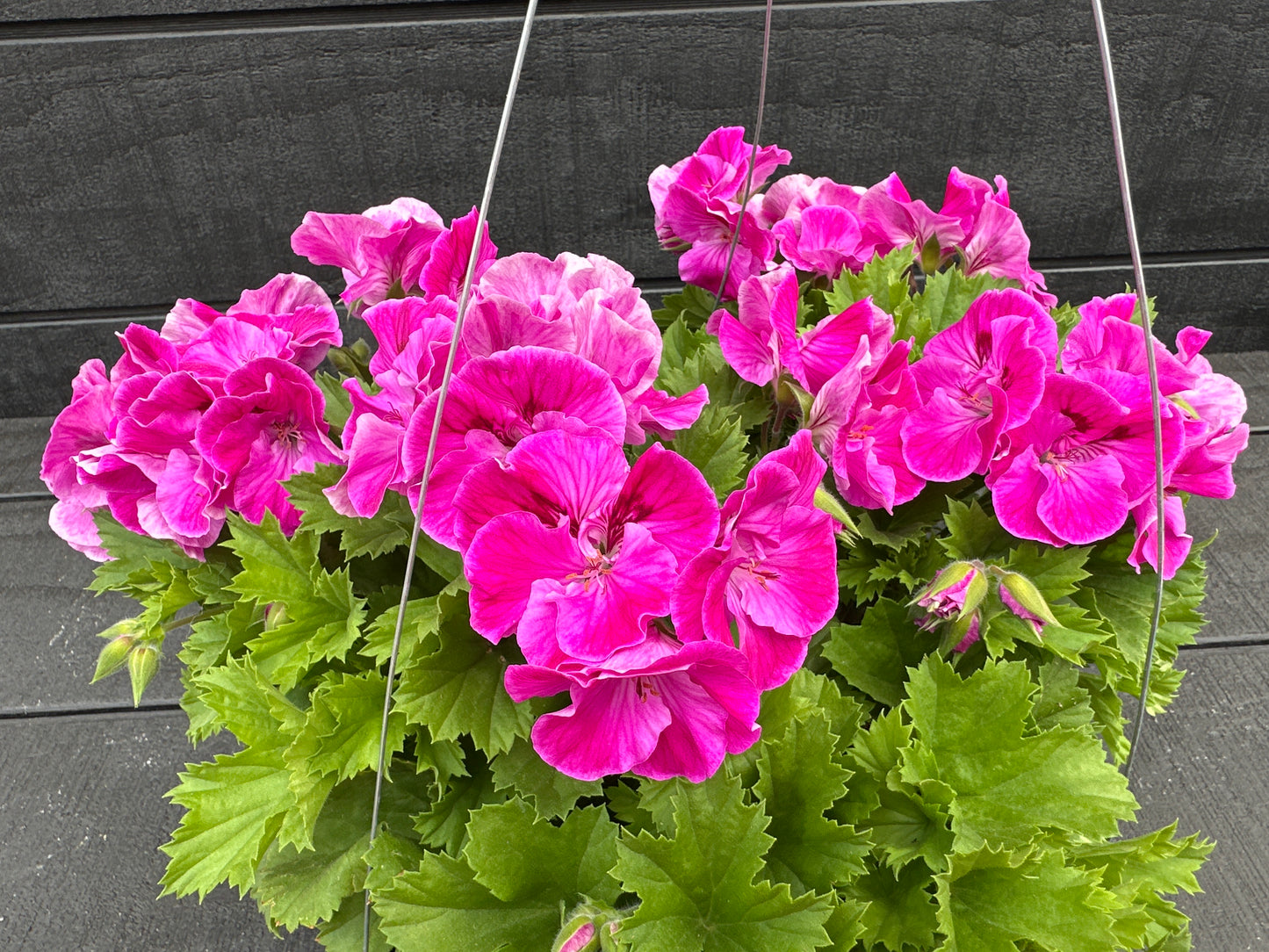 GERANIUM MARTHA WASHINGTON ELEGANCE LILAC SACHET - 10" HANGING BASKET