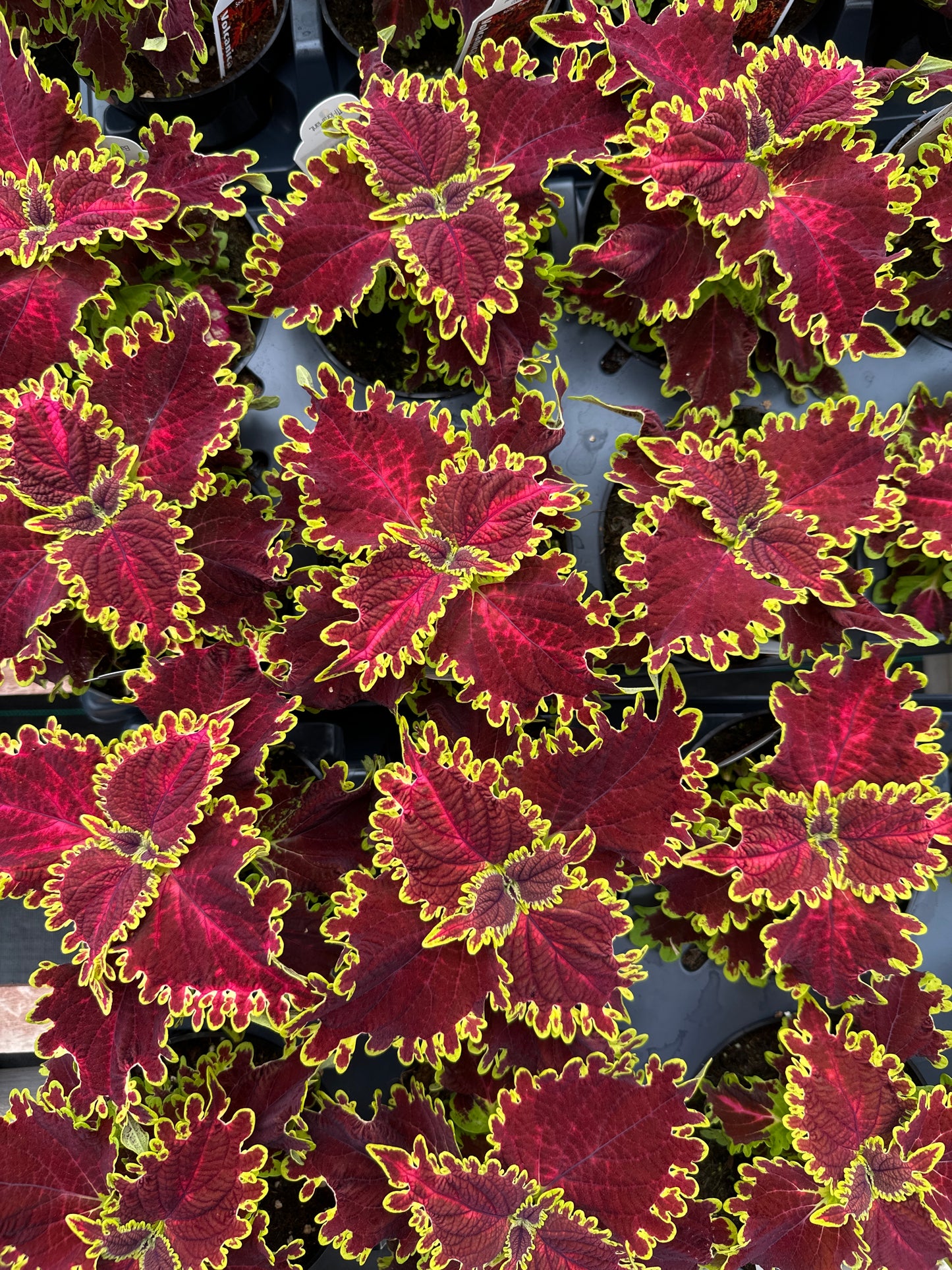 COLEUS SOLAR FLARE - 4'' POT