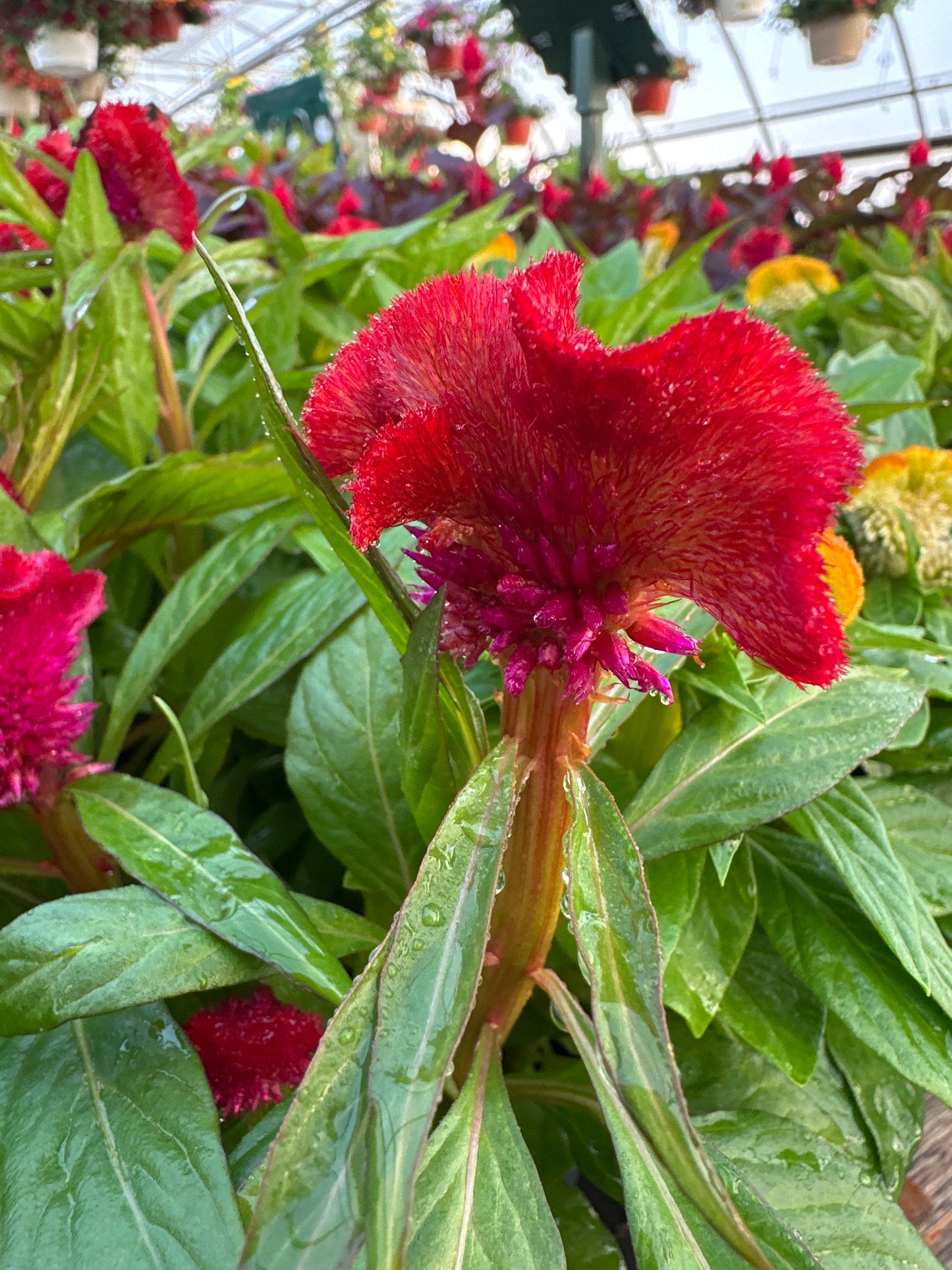 CELOSIA ARMOR MIX - FLAT OF 48 PLANTS