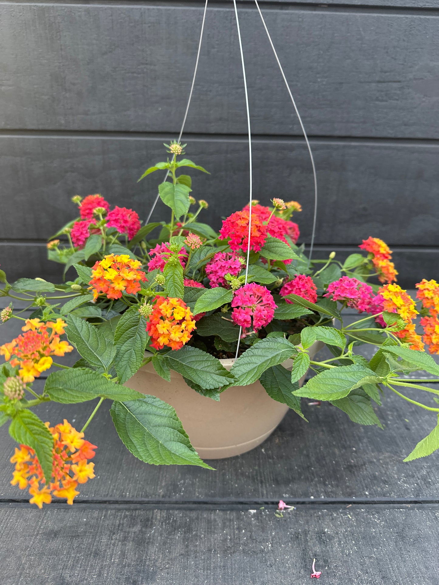 LANTANA LUSCIOUS BERRY BLEND - 10'' HANGING BASKET