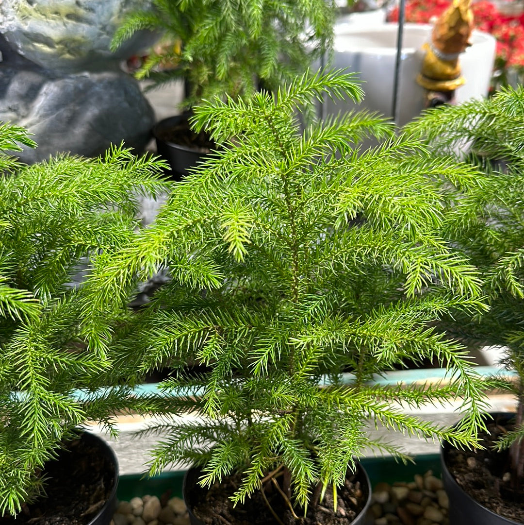 Norfolk Pine 4"