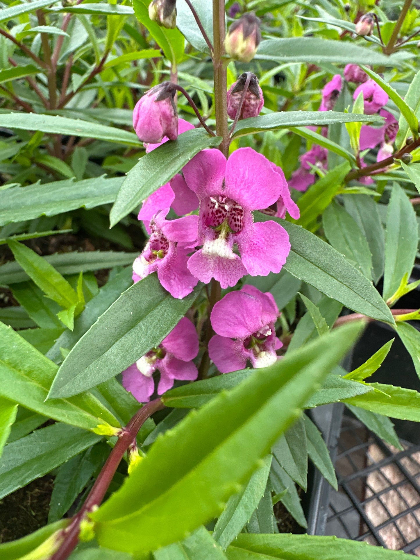 ANGELONIA SERENITA RASPBERRY - JUMBO 6 PACK