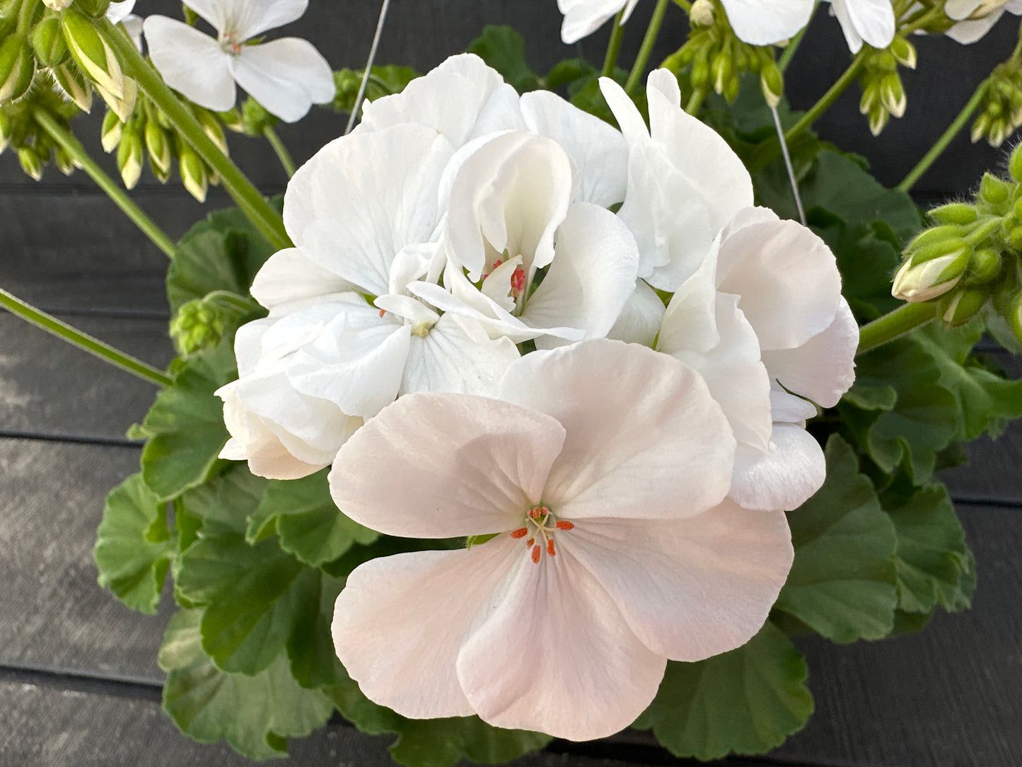 GERANIUM CALLIOPE MEDIUM WHITE - 10'' HANGING BASKET