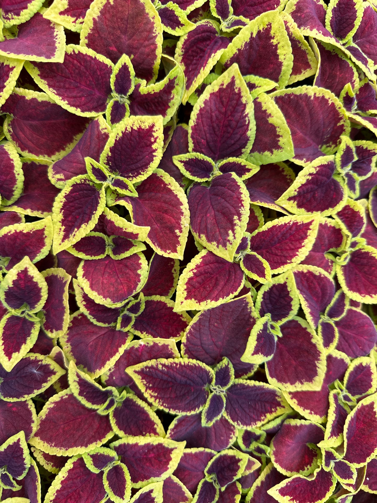 COLEUS WIZARD SCARLET - FLAT OF 48 PLANTS