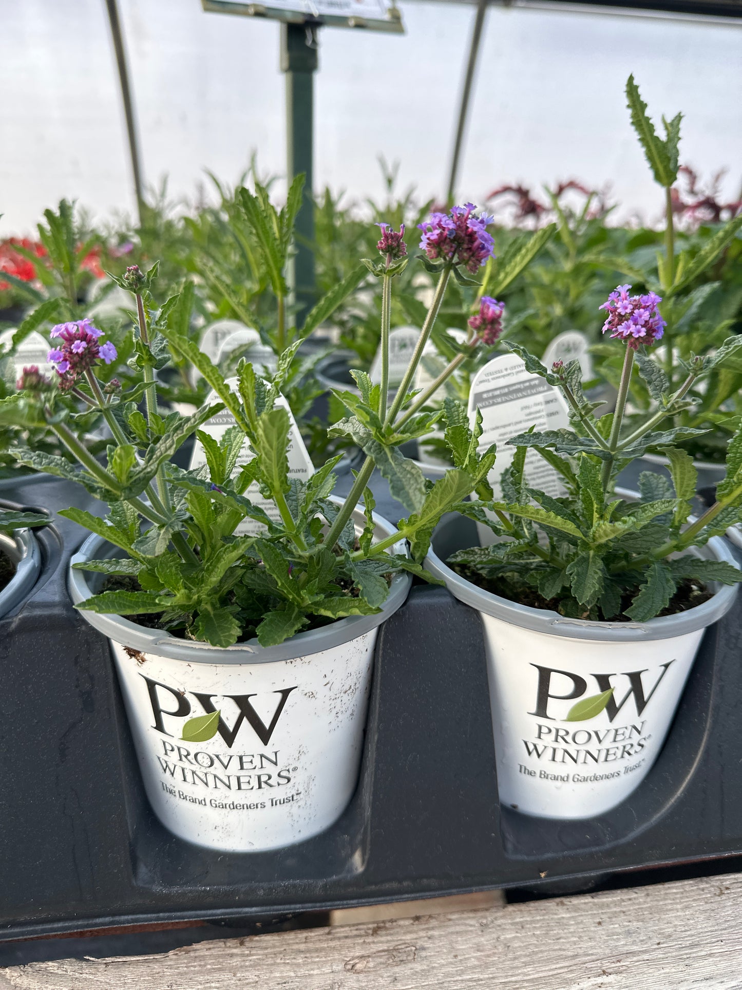 VERBENA METEOR SHOWER - QUART POT