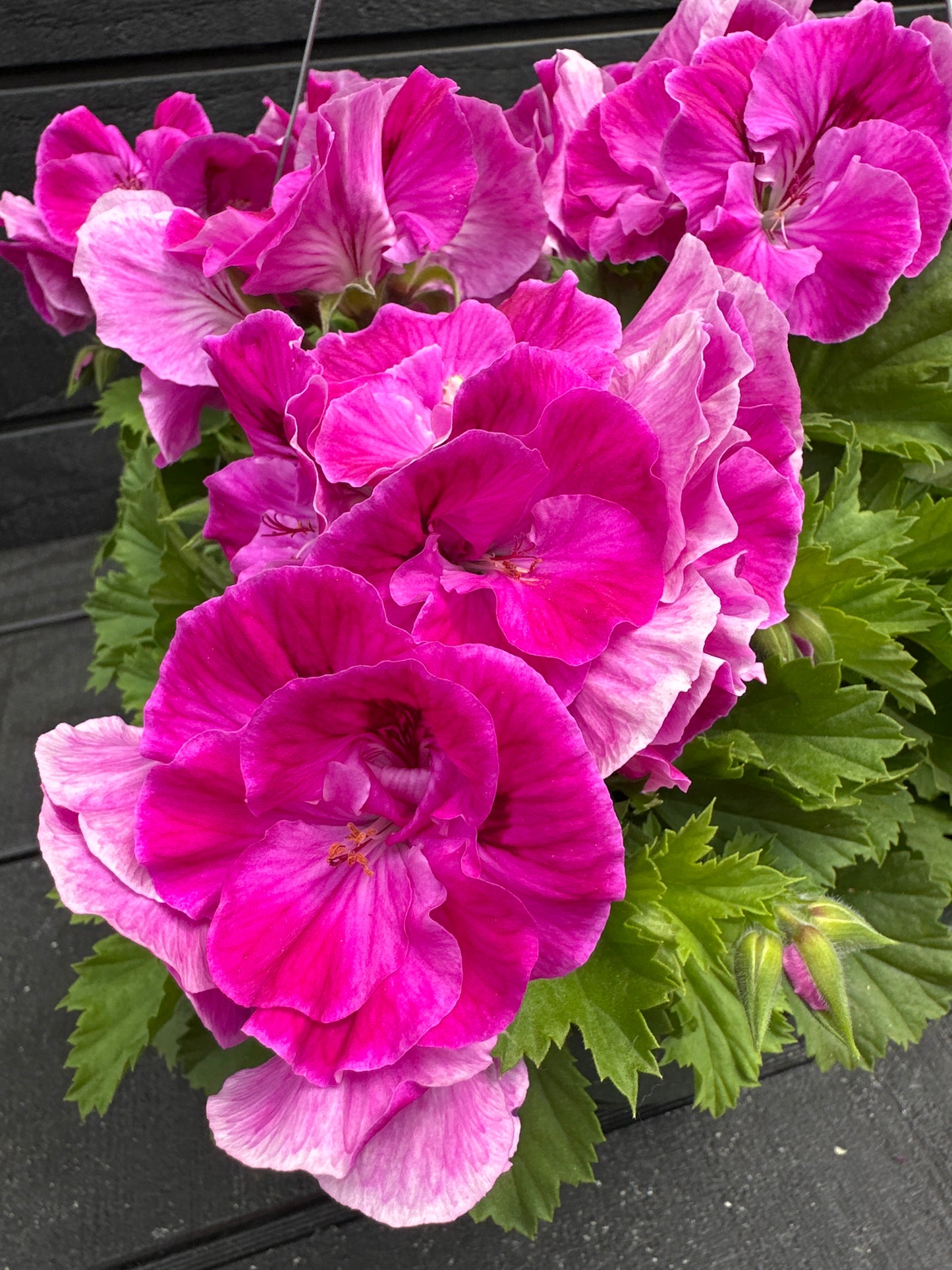 GERANIUM MARTHA WASHINGTON ELEGANCE LILAC SACHET - 10" HANGING BASKET