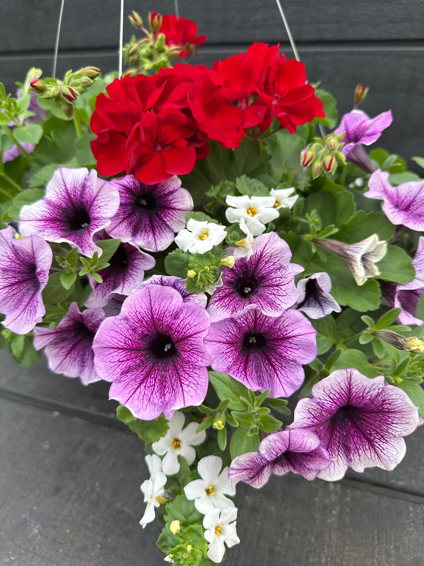 BASKET #30 - 12'' HANGING BASKET