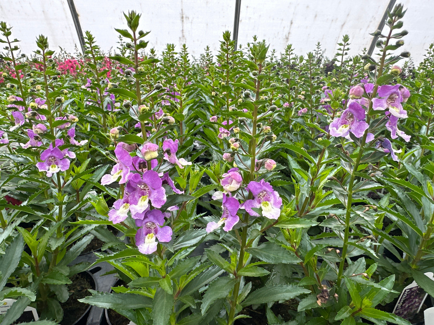 ANGELONIA ARCHANGEL BLUE BICOLOR - 4" POT