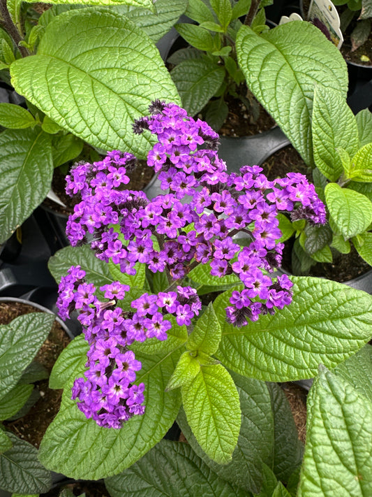 HELIOTROPE MARINE - 4'' POT