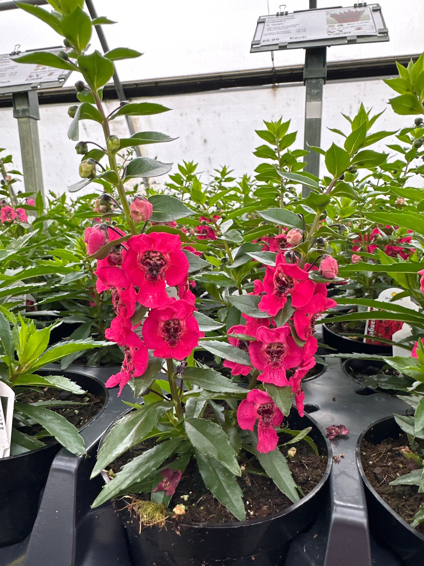 ANGELONIA ARCHANGEL CHERRY RED - 4'' POT
