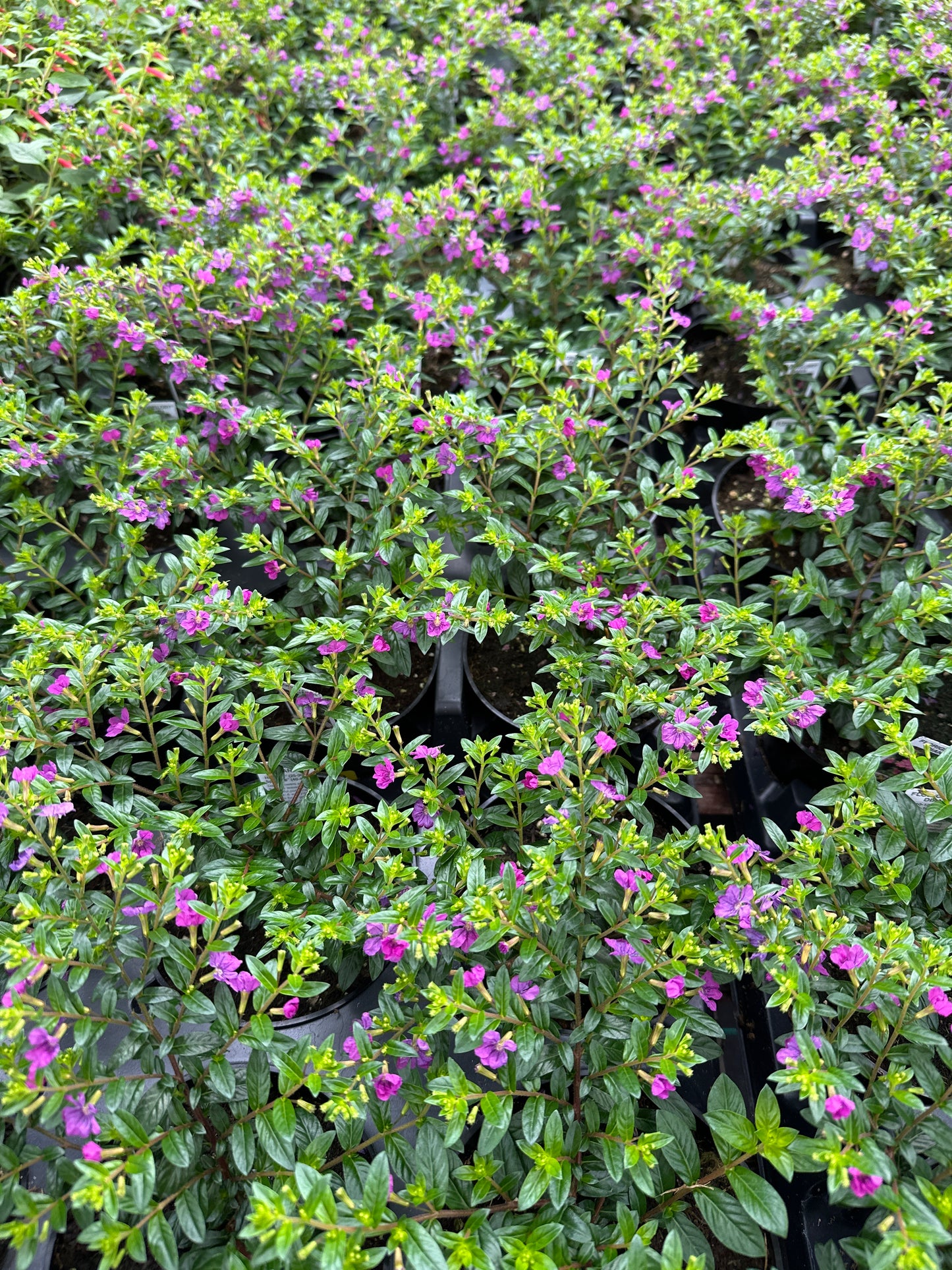 CUPHEA FLORIGLORY DIANA - 4'' POT