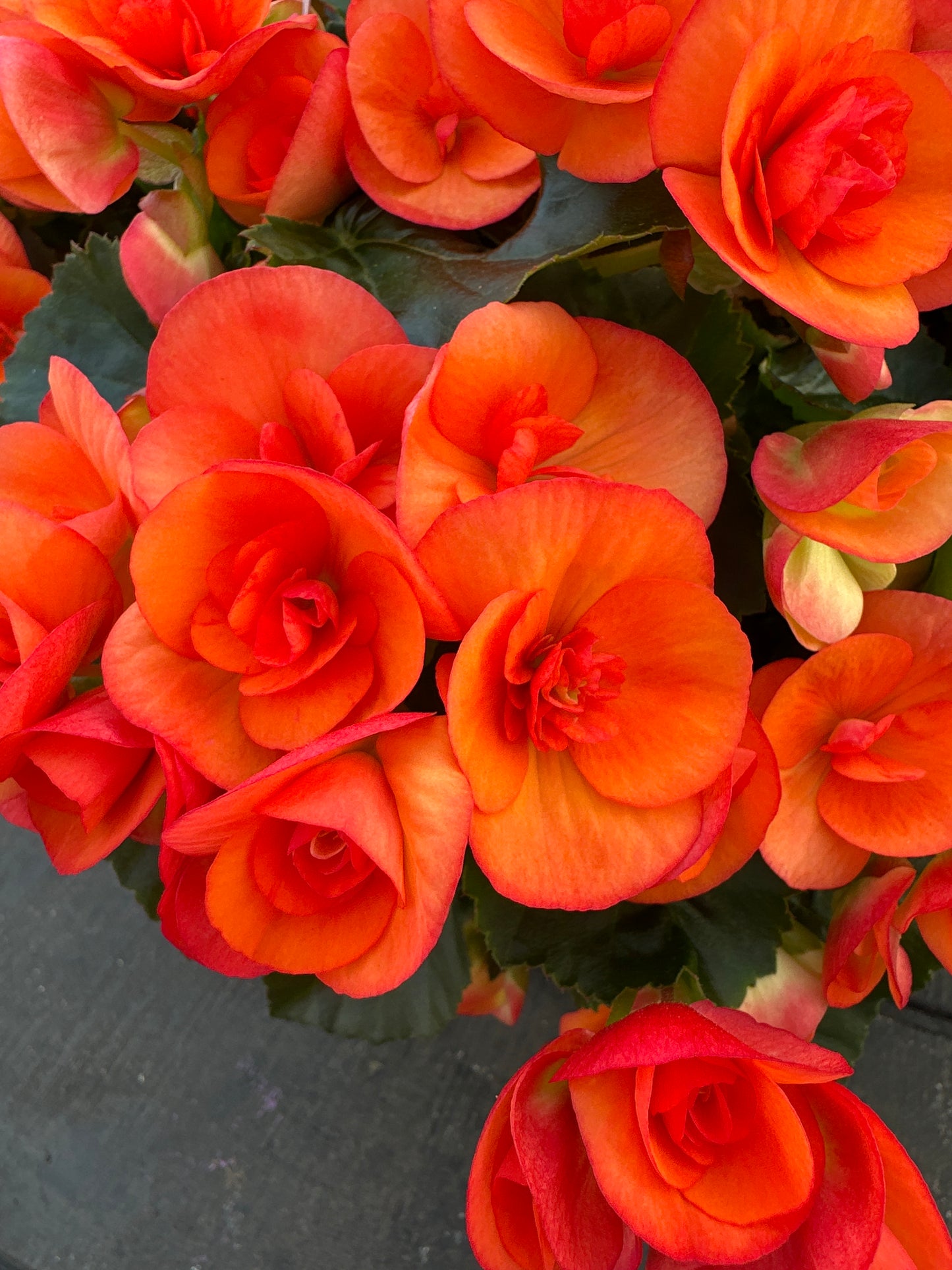 BEGONIA REIGER DARK BRITT - 10'' HANGING BASKET