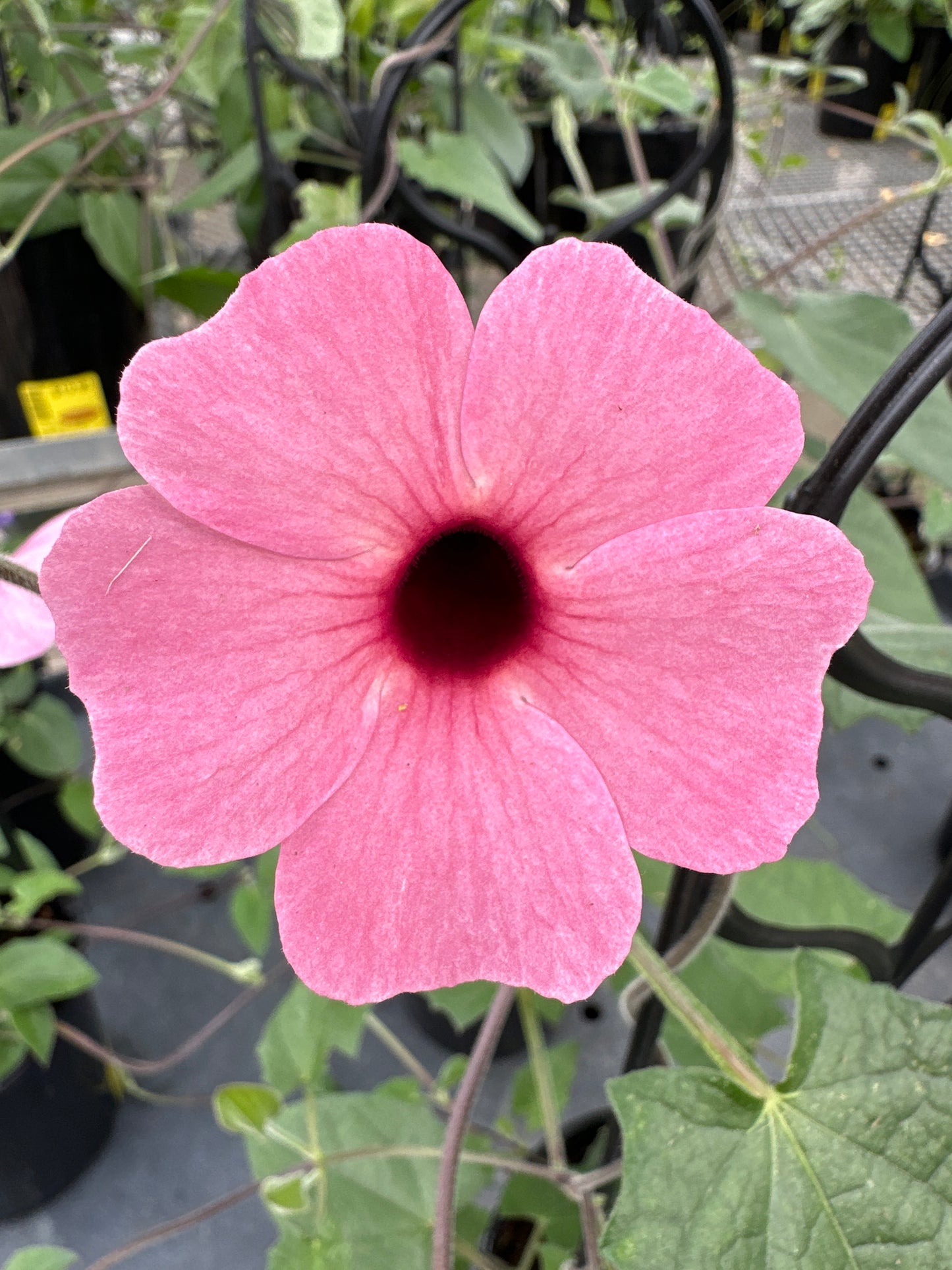 THUNBERGIA SUNNY SUSY ROSE SENSATION - 1 GALLON WITH TRELLIS