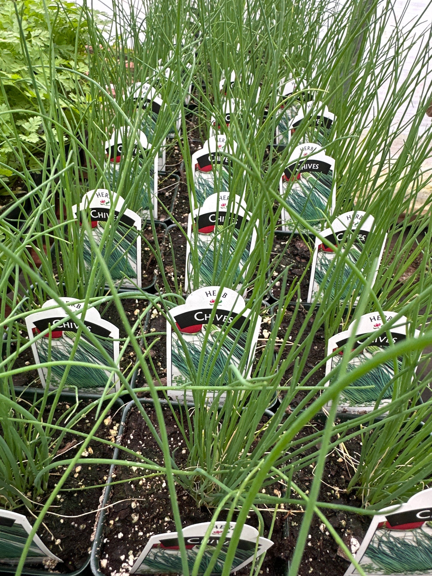 CHIVES ALLIUM SCHOENOPRASUM