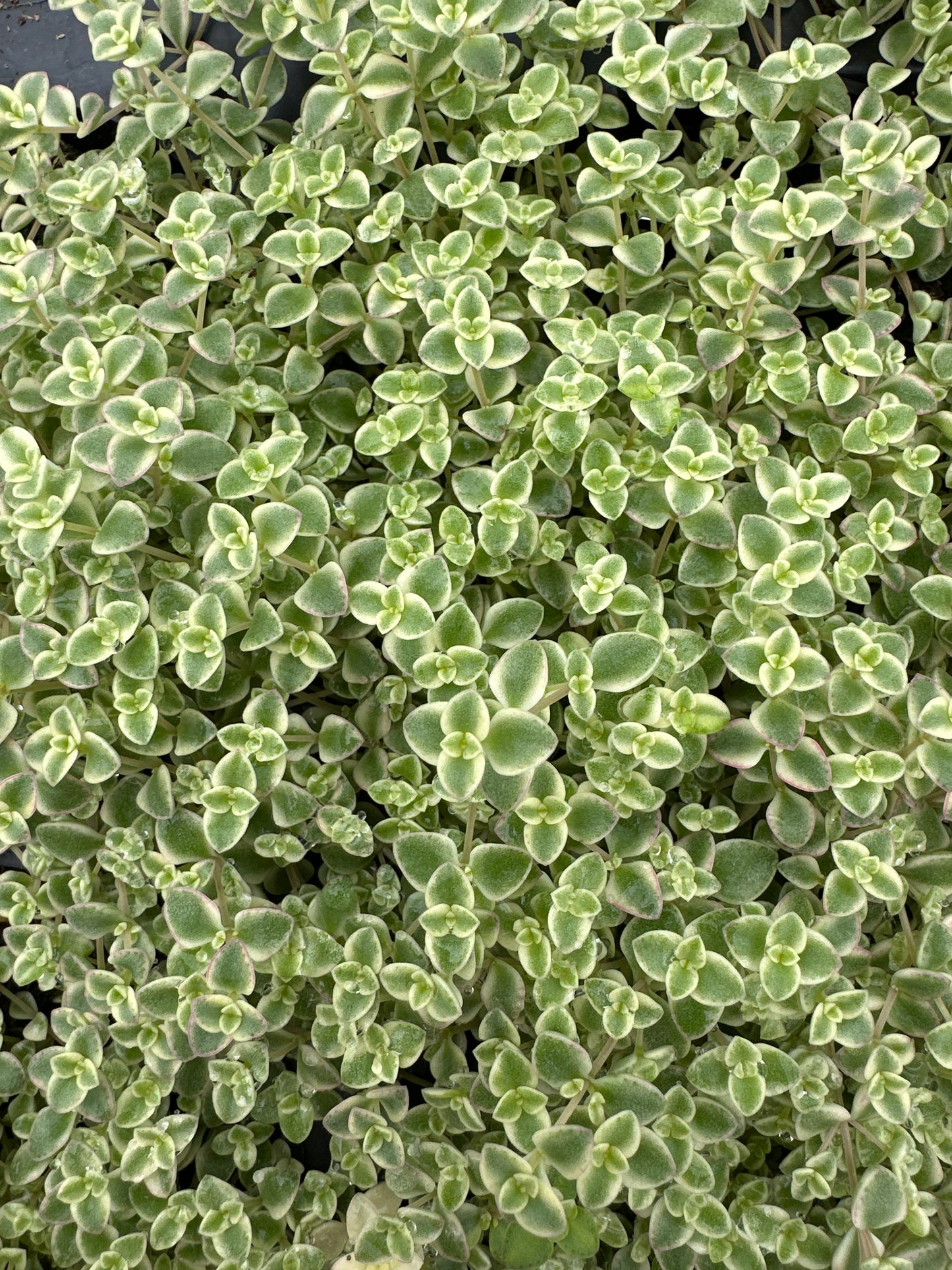 SEDUM LITTLE SHIMMER - 4" POT