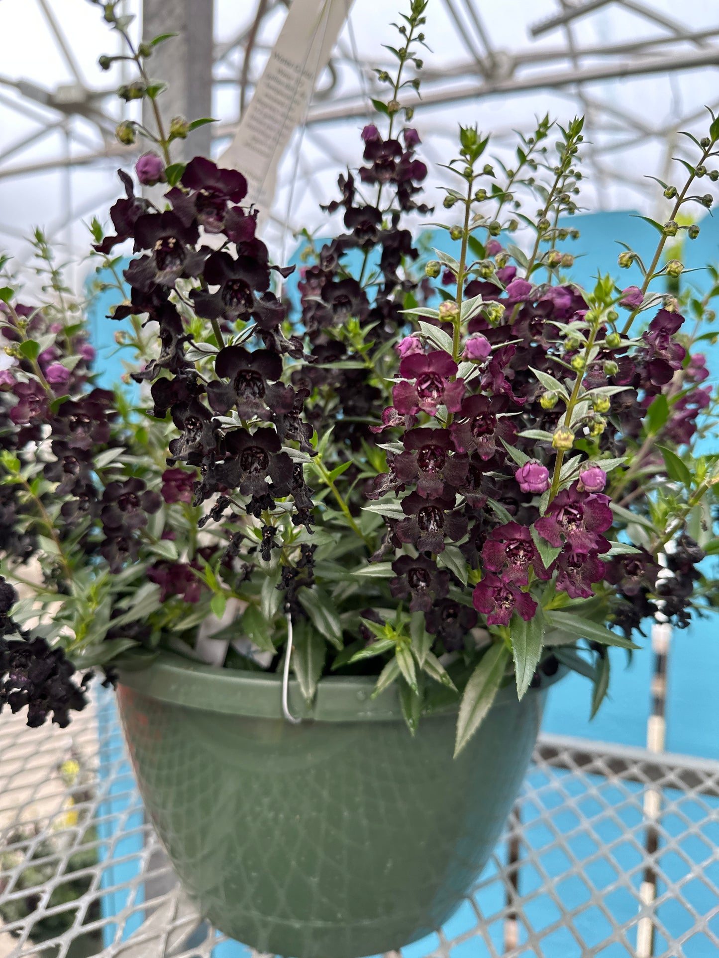 ANGELONIA ANGELFLARE BLACK - 10" HANGING BASKET