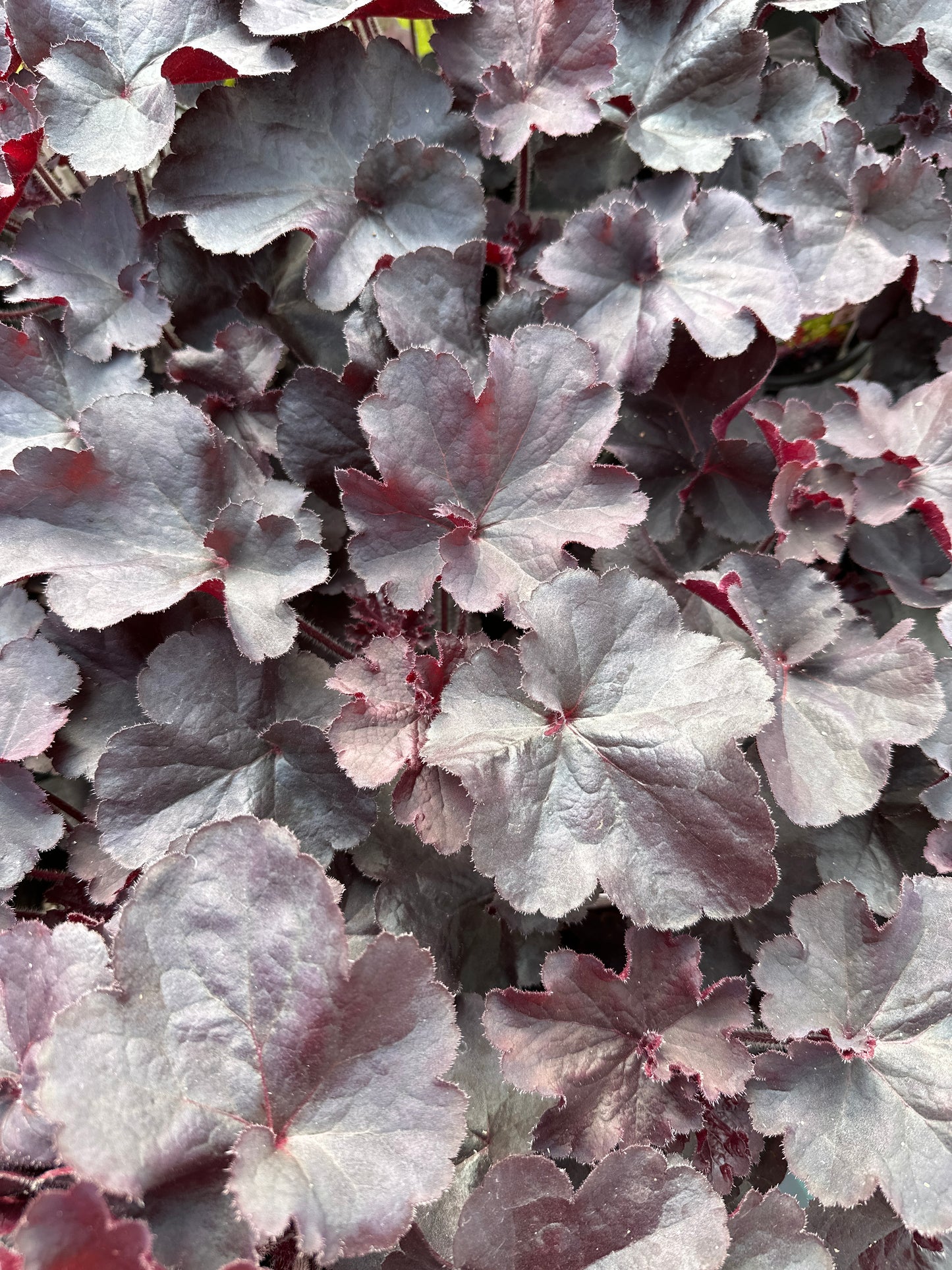 HEUCHERA HYBRIDA BLACK FOREST CAKE - QUART POT