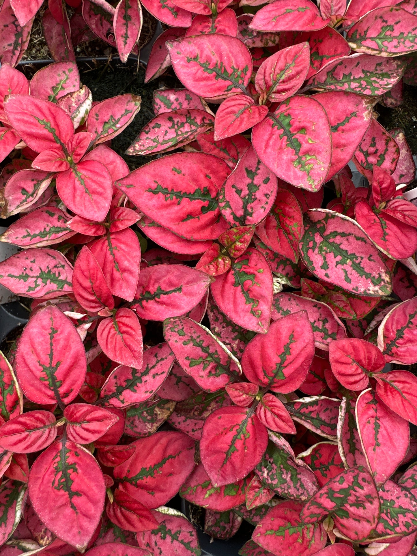 HYPOESTES SPLASH SELECT RED - FLAT OF 48 PLANTS