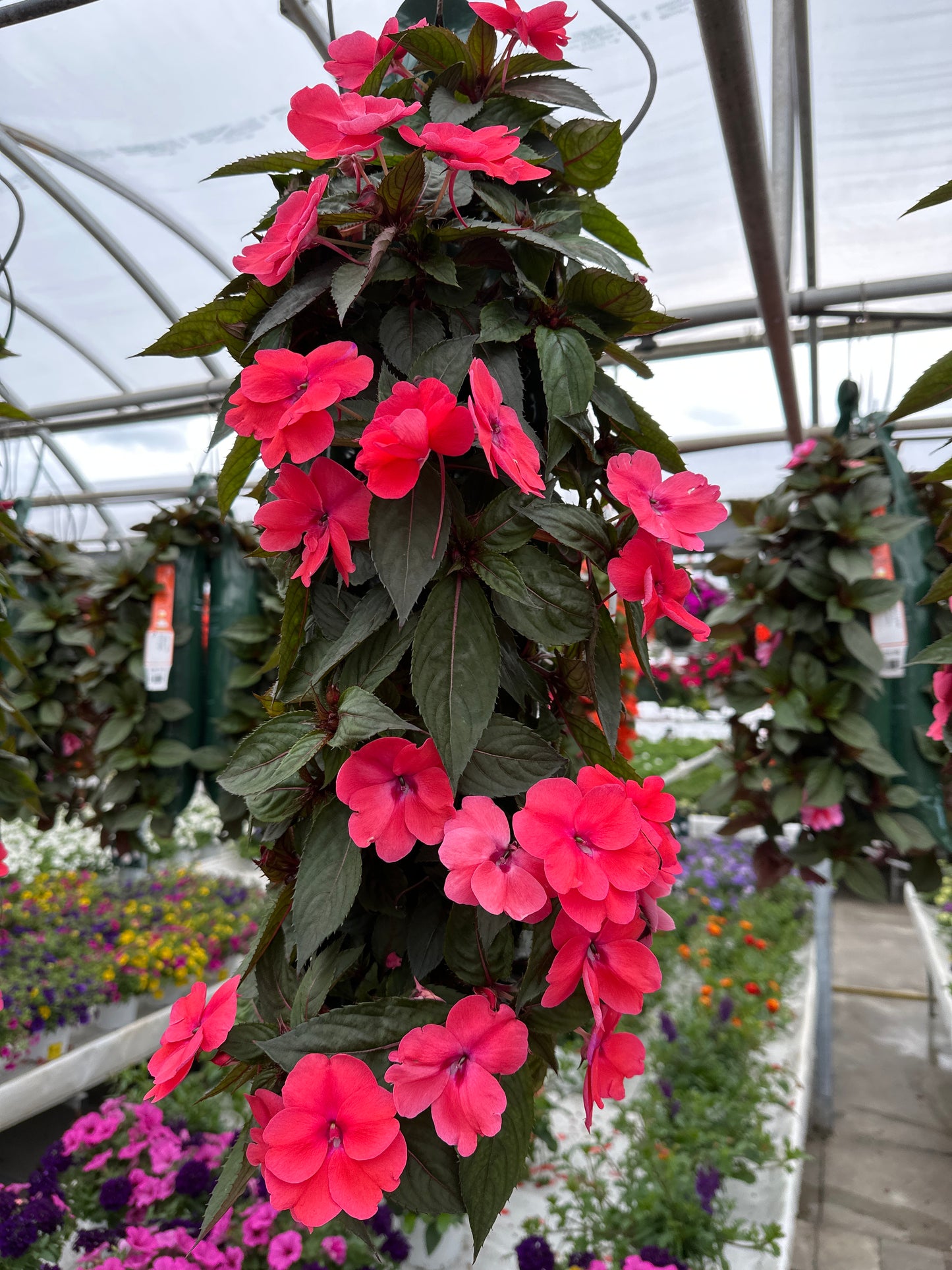 SUNPATIENS COMPACT DEEP ROSE - FLOWER BAG
