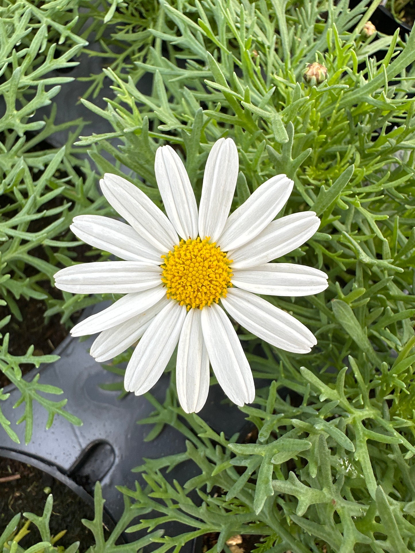 DAISY SASSY WHITE - 4'' POT