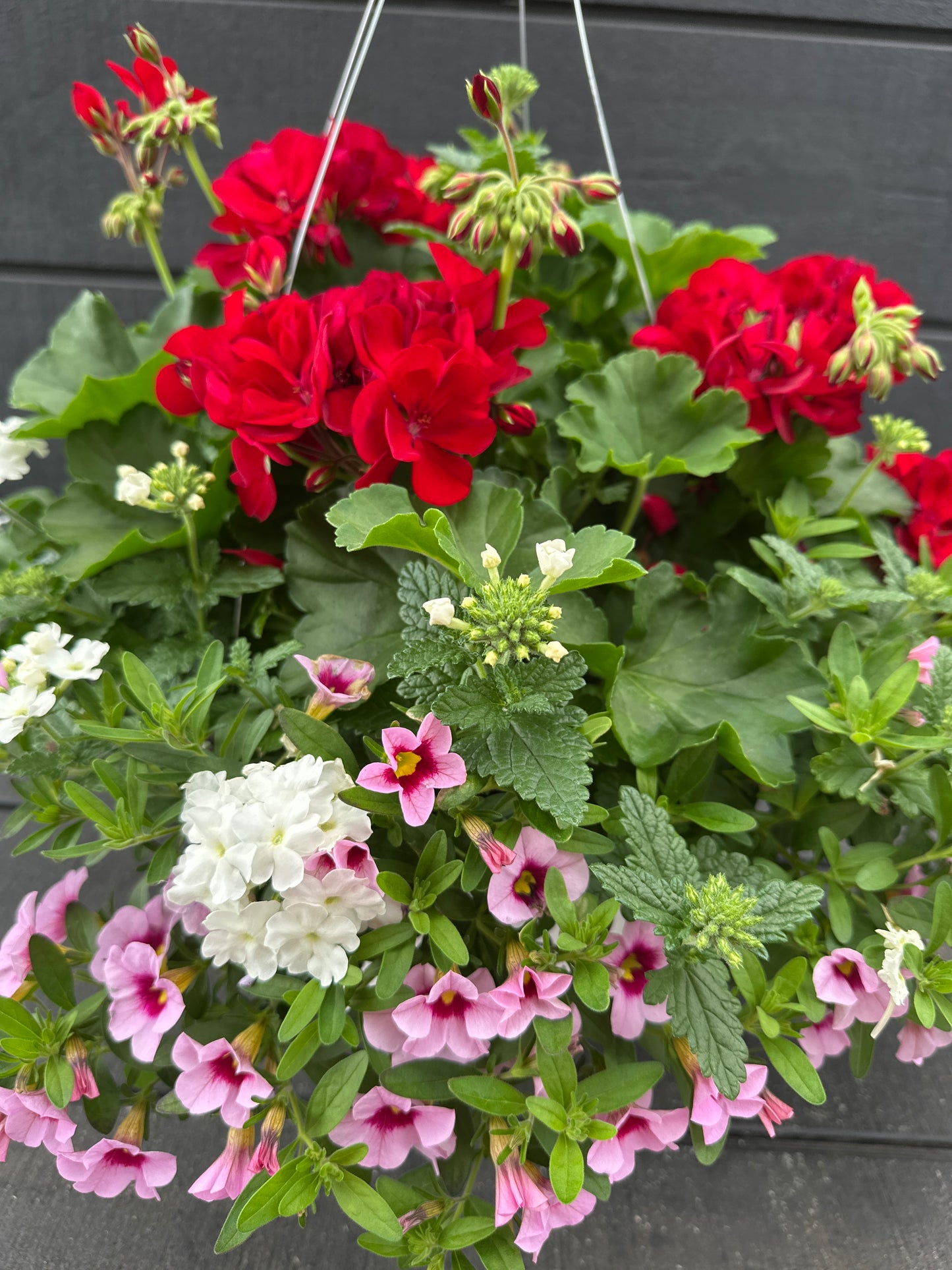 BASKET #58 - 12" HANGING BASKET