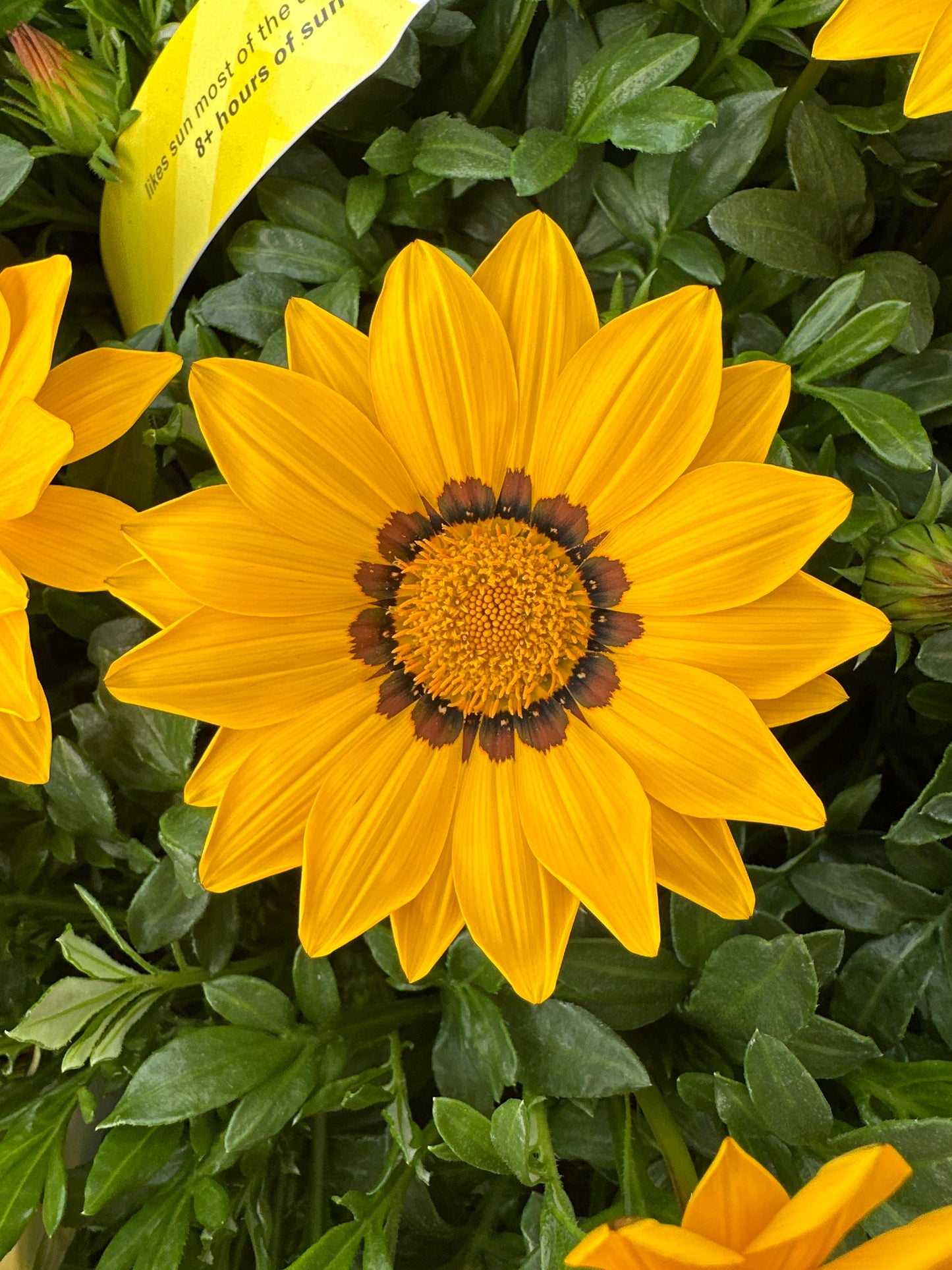 GAZANIA NEW DAY YELLOW - JUMBO 6 PACK