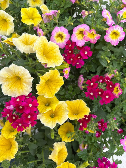 COMBO GREAT ESCAPE - 6" POT