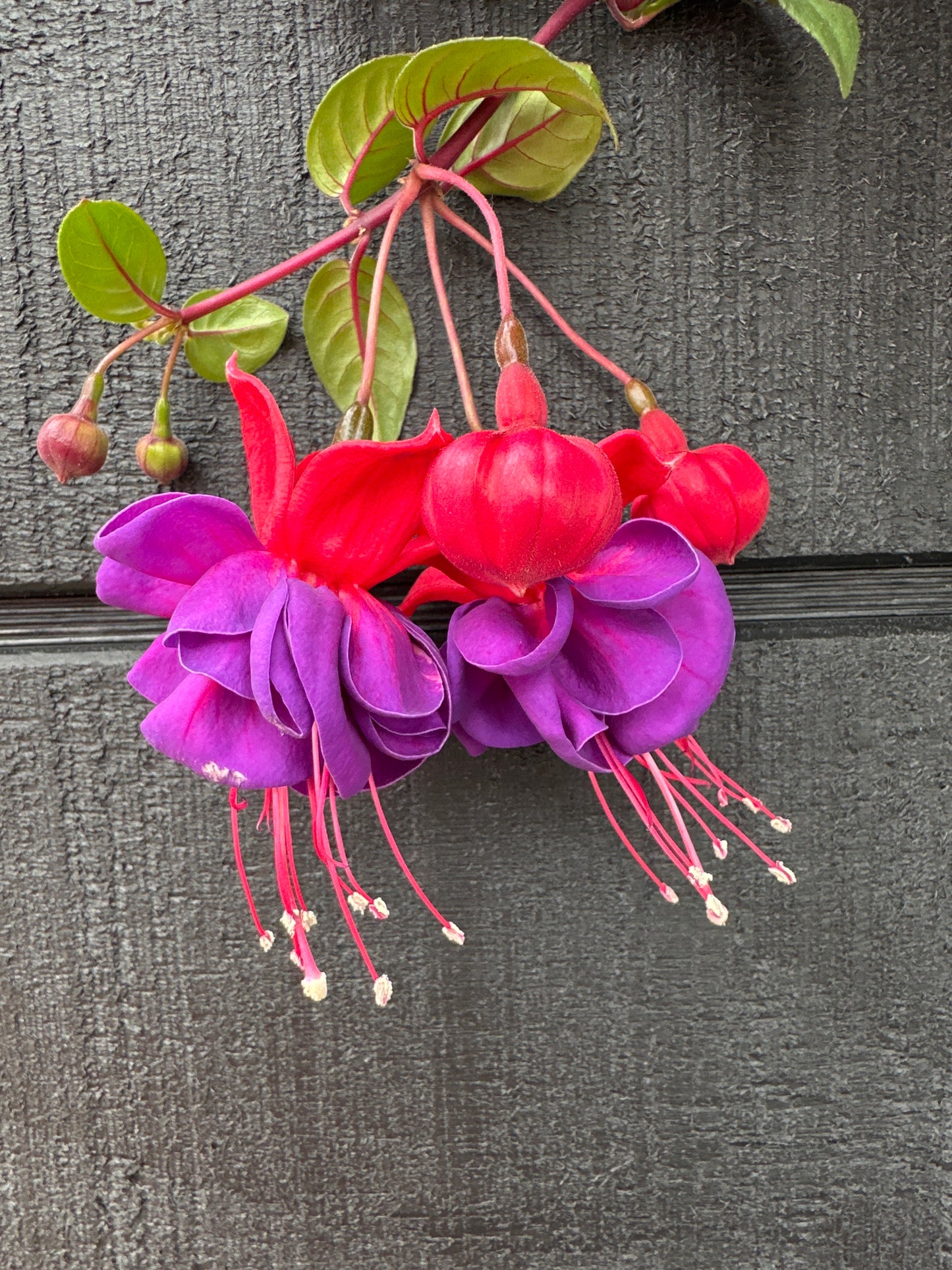 FUCHSIA DARK EYES - 10" HANGING BASKET