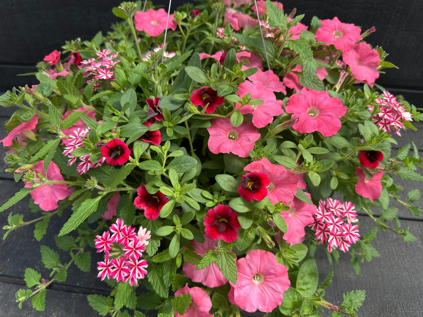 COMBO HOPSCOTCH - 12" HANGING BASKET
