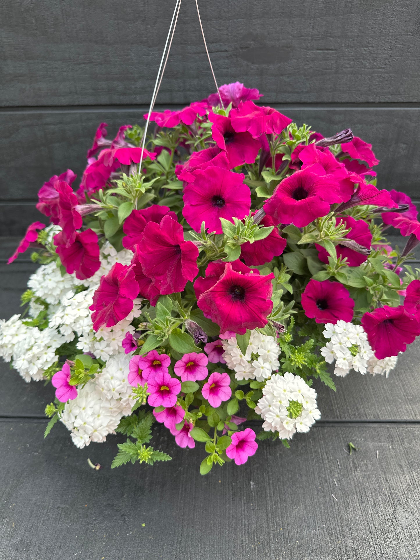 COMBO IN A JAM - 10" HANGING BASKET
